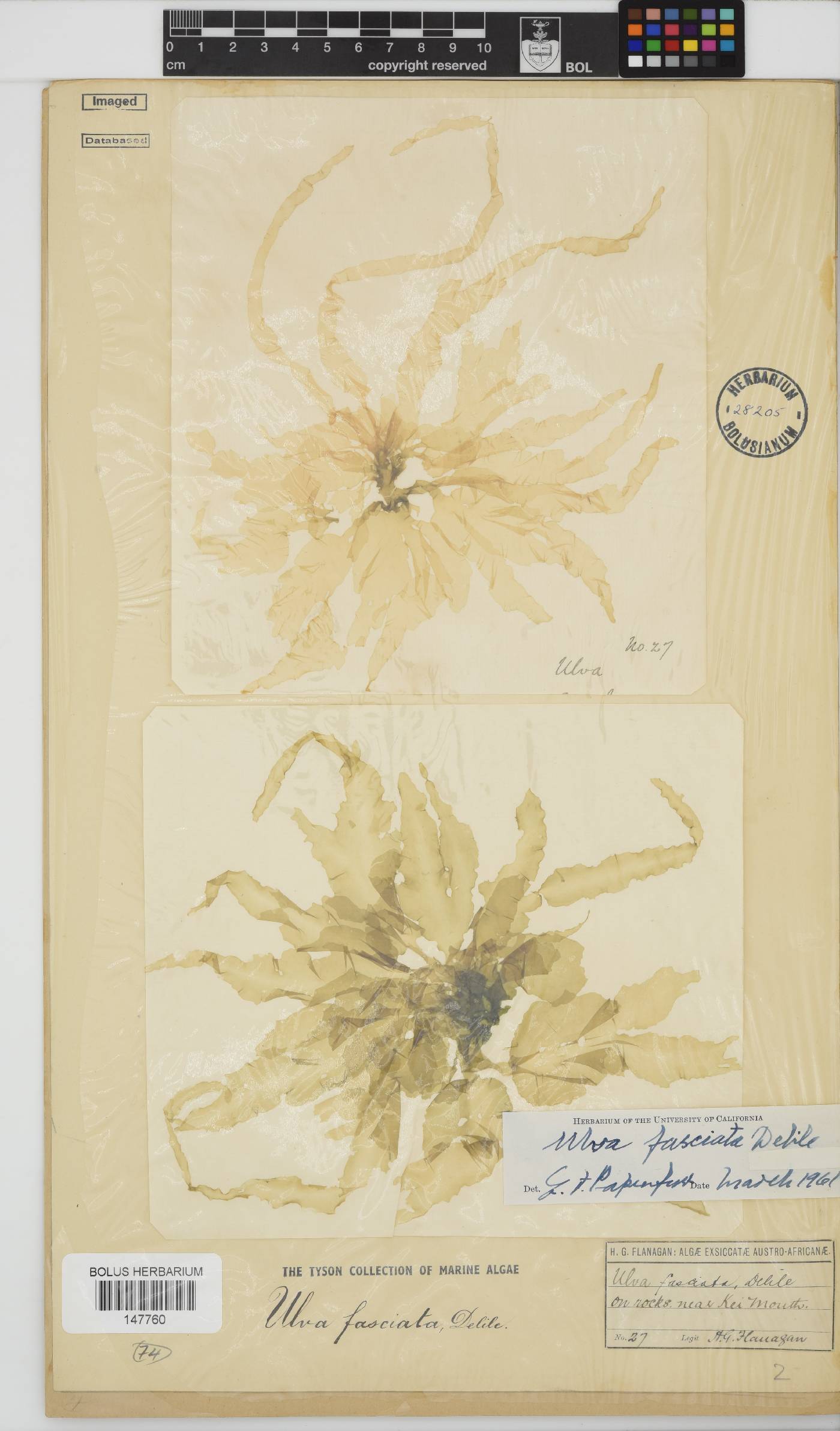 Ulva fasciata image