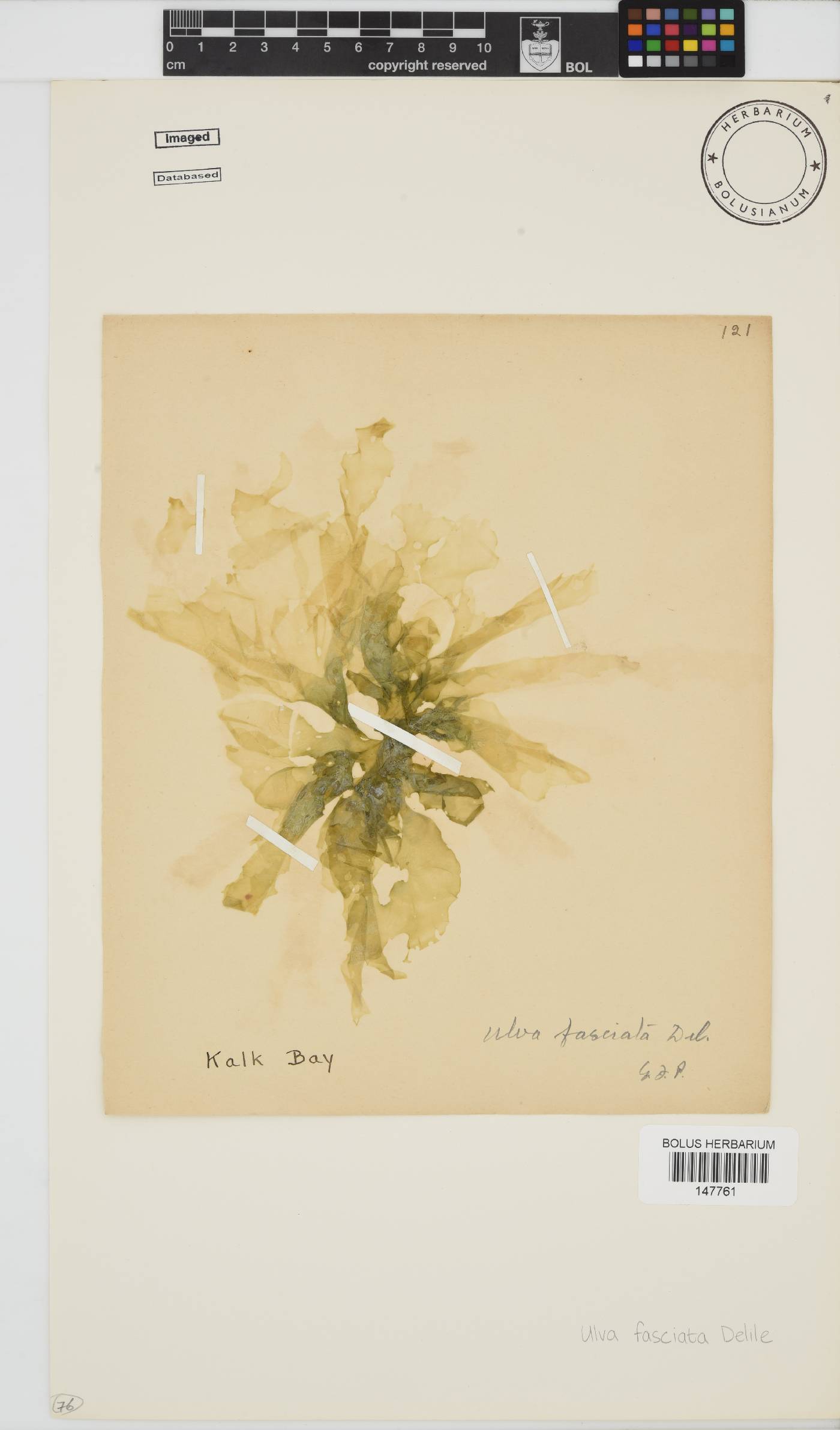 Ulva fasciata image