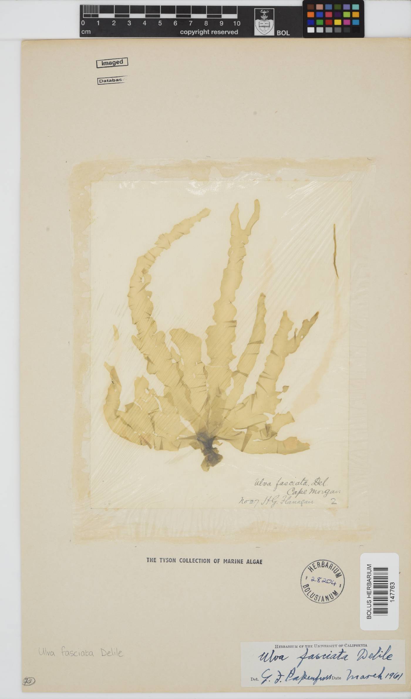 Ulva fasciata image