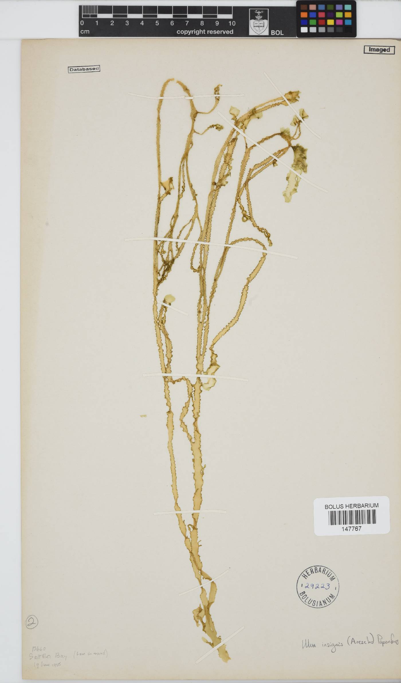 Letterstedtia insignis image