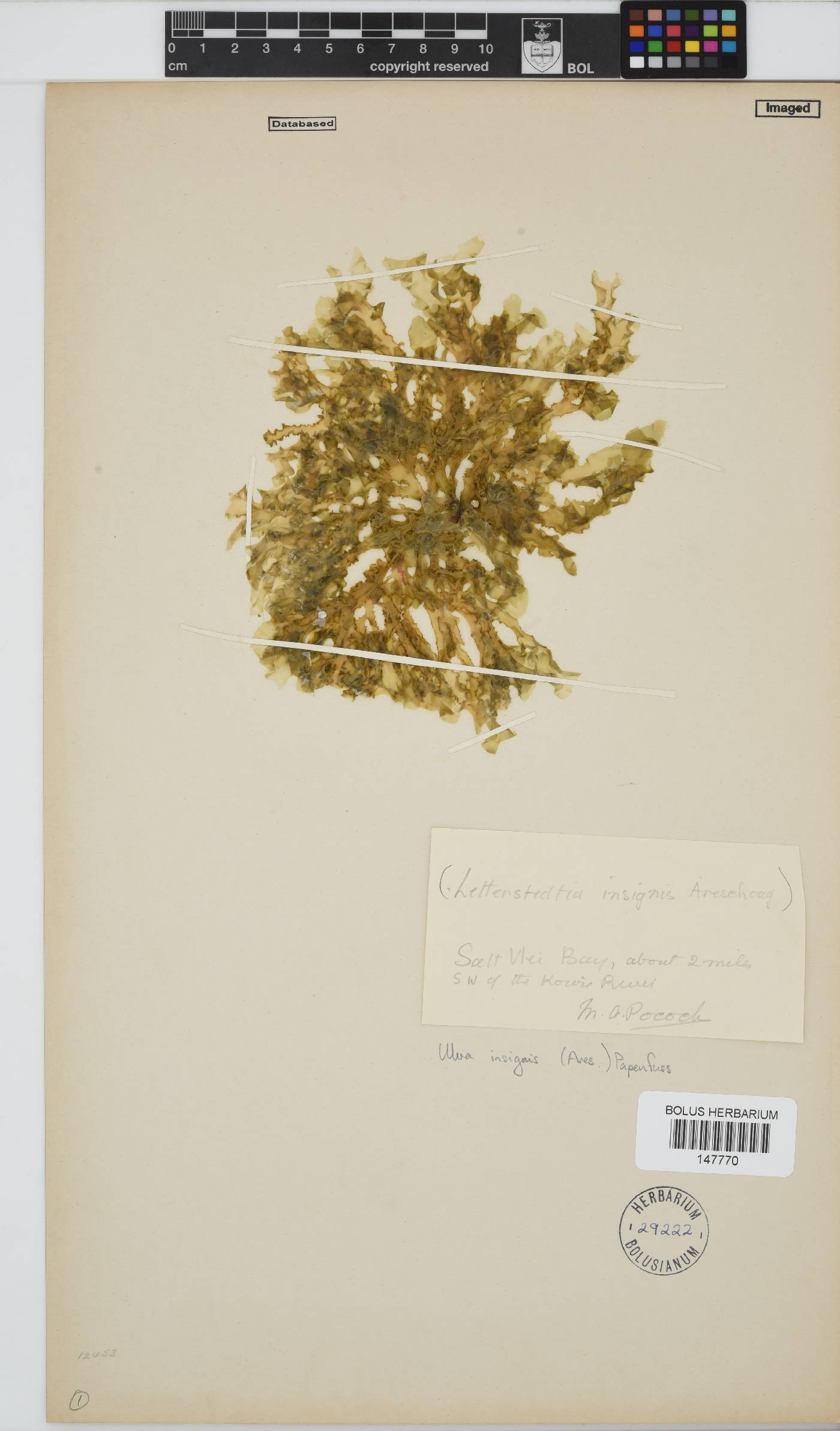 Letterstedtia image
