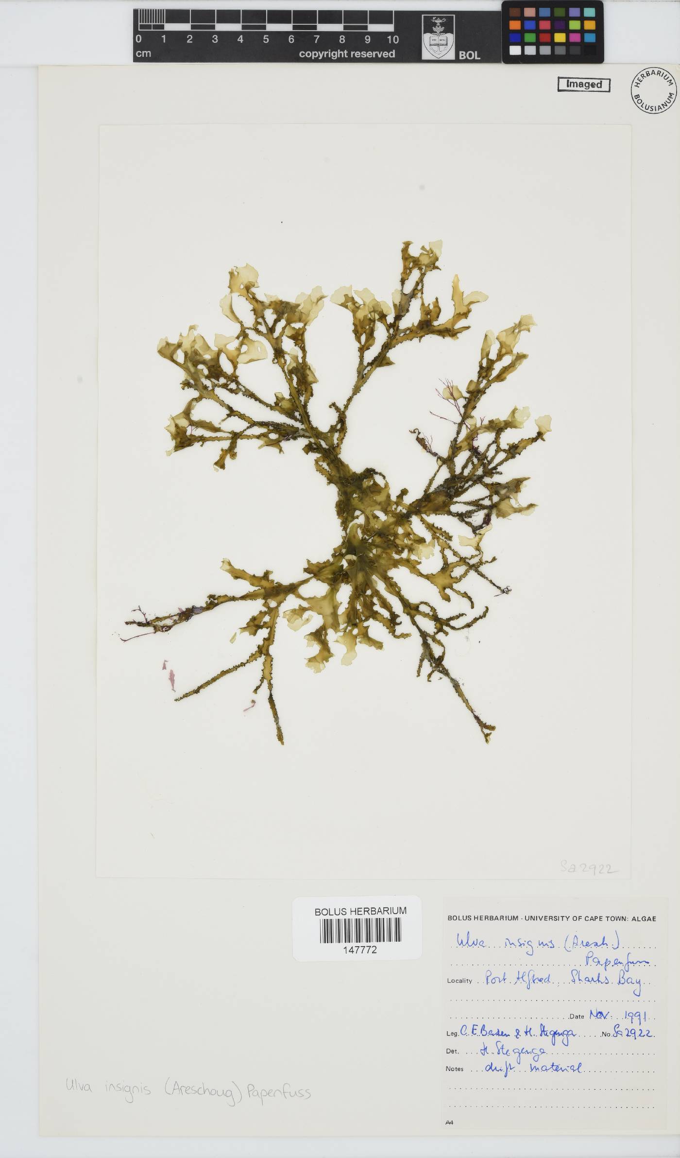 Letterstedtia insignis image