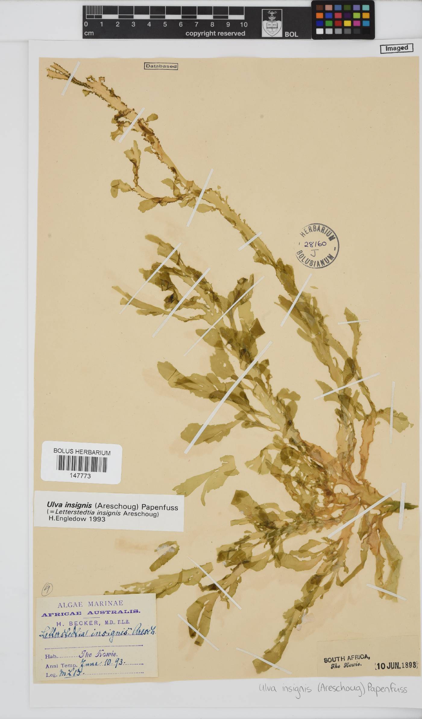 Letterstedtia insignis image