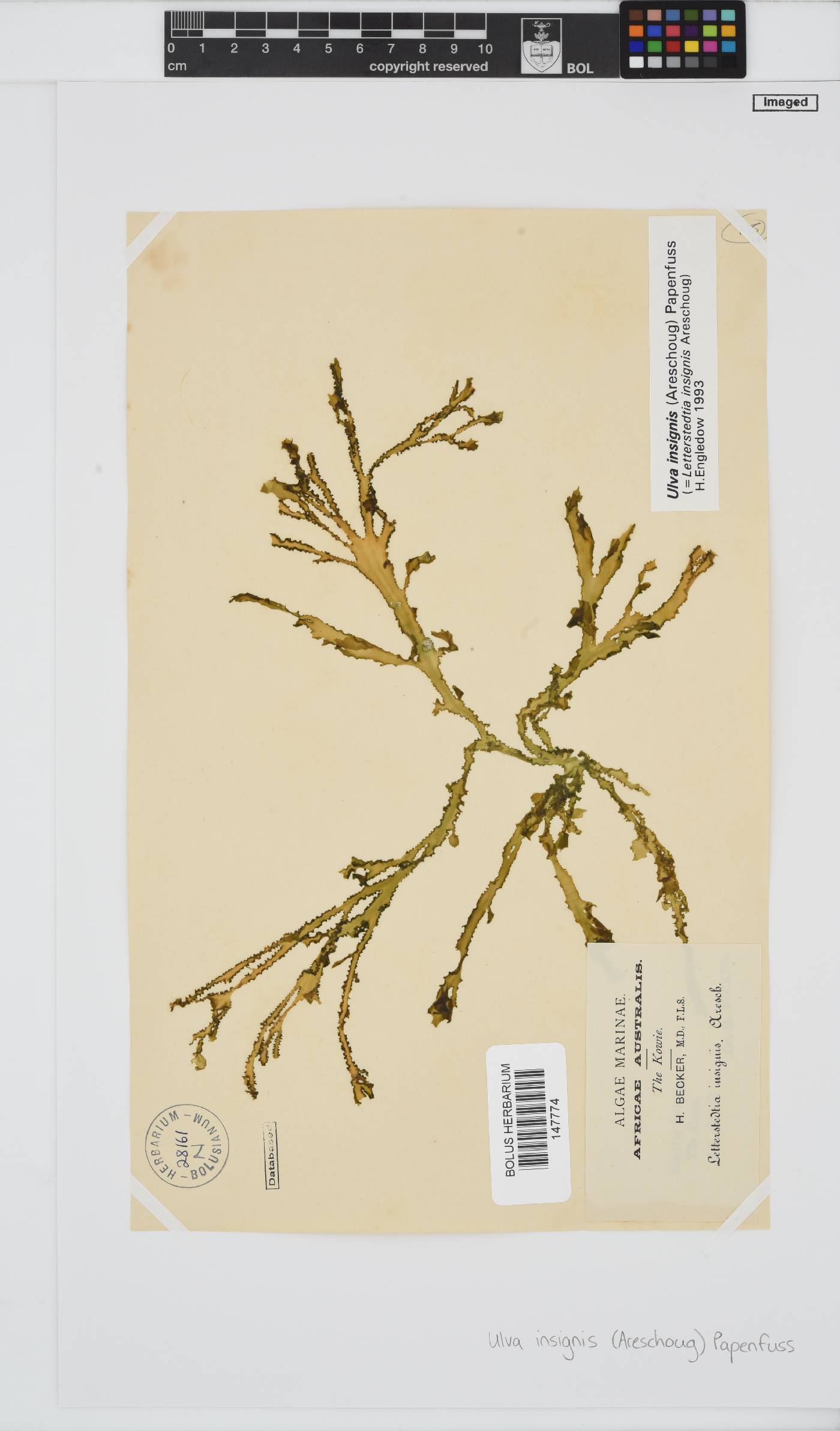 Letterstedtia insignis image