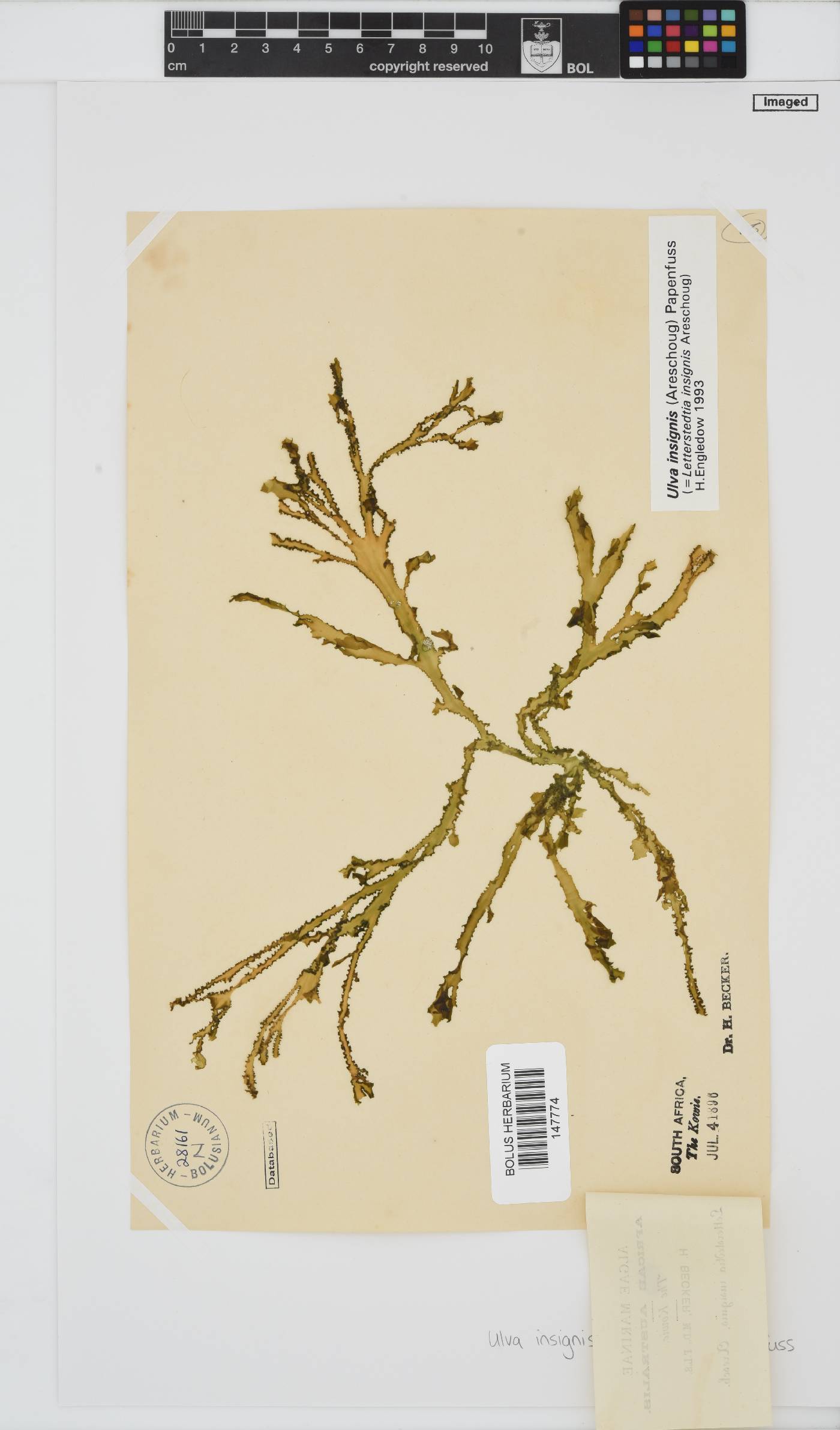 Letterstedtia insignis image