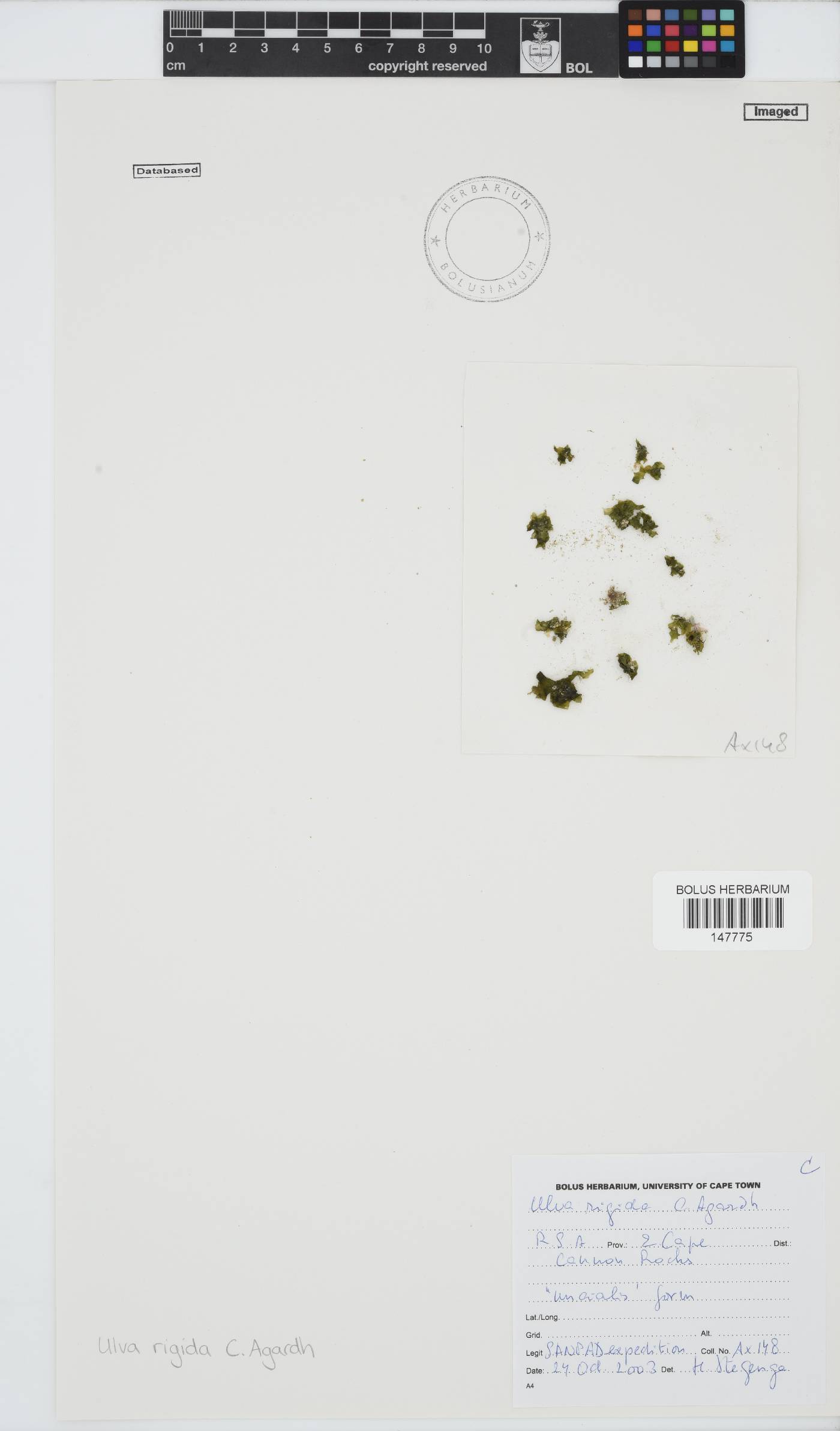 Ulva rigida image
