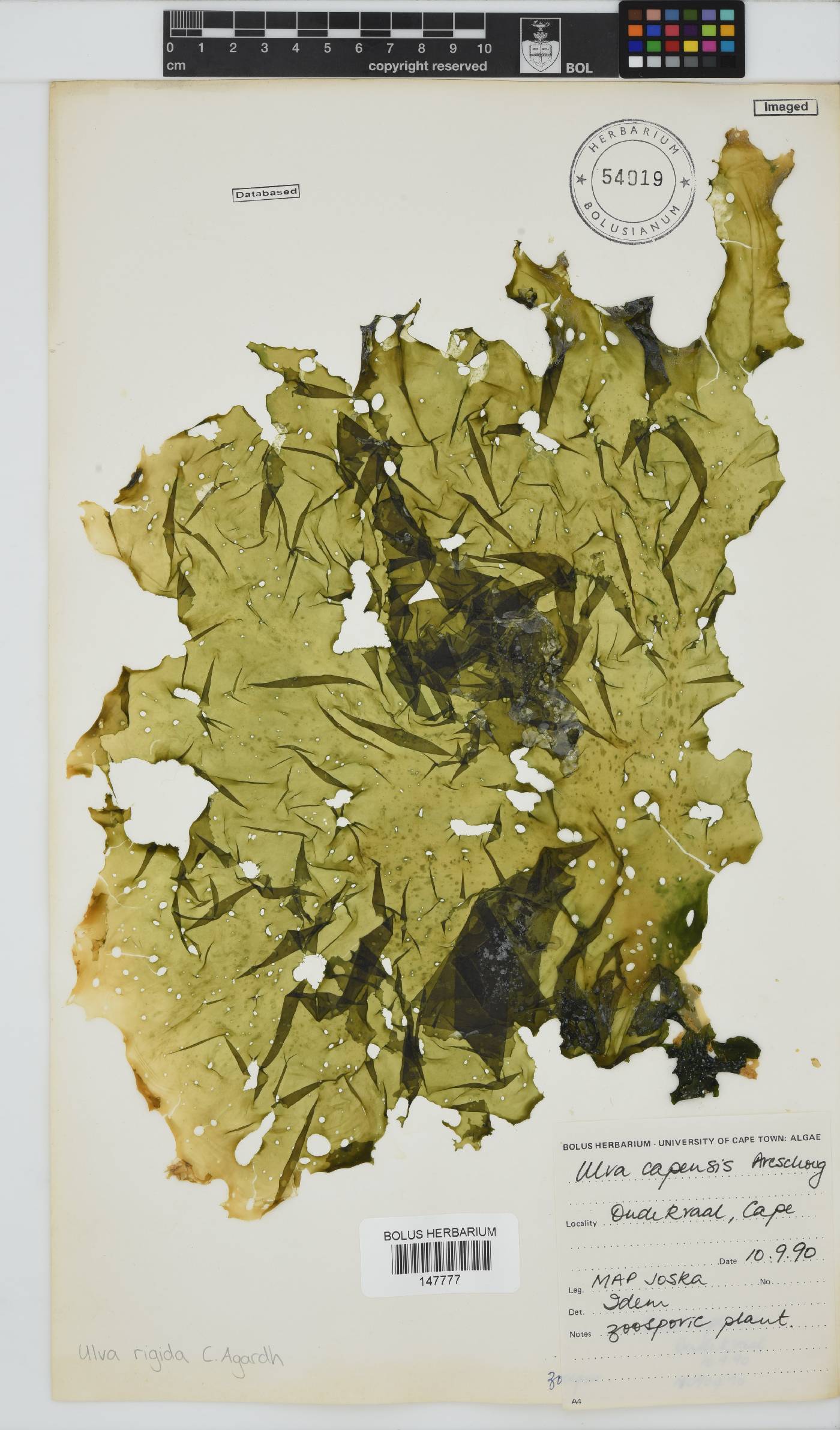 Ulva uncialis image