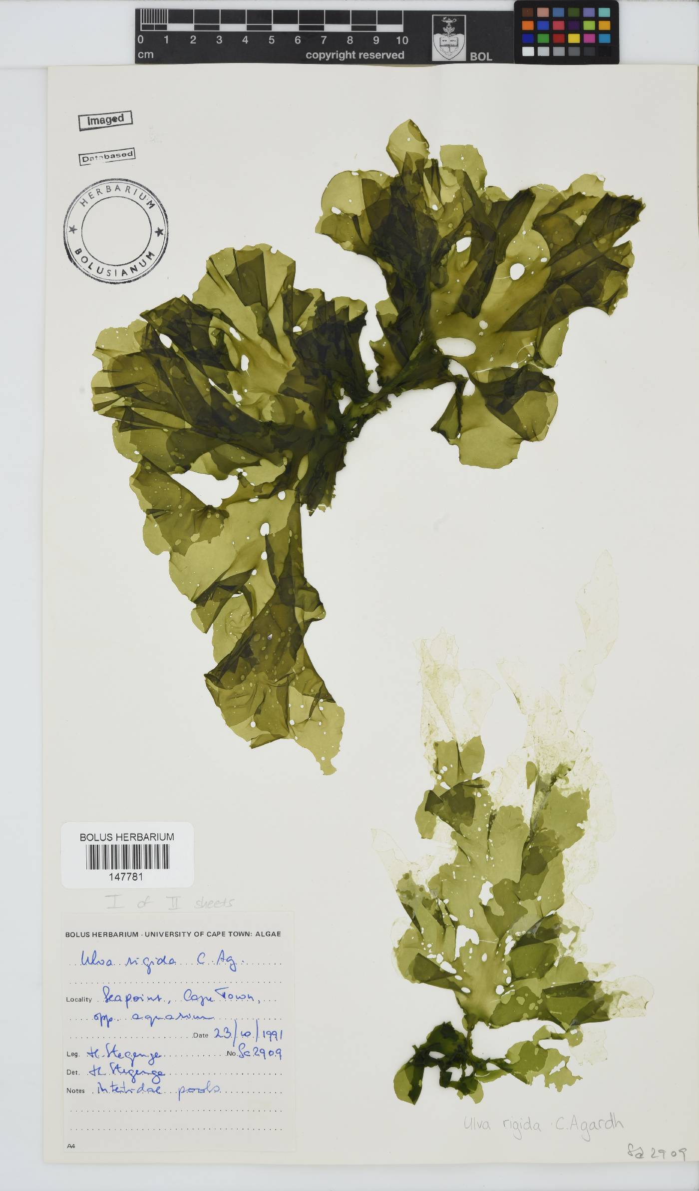 Ulva rigida image