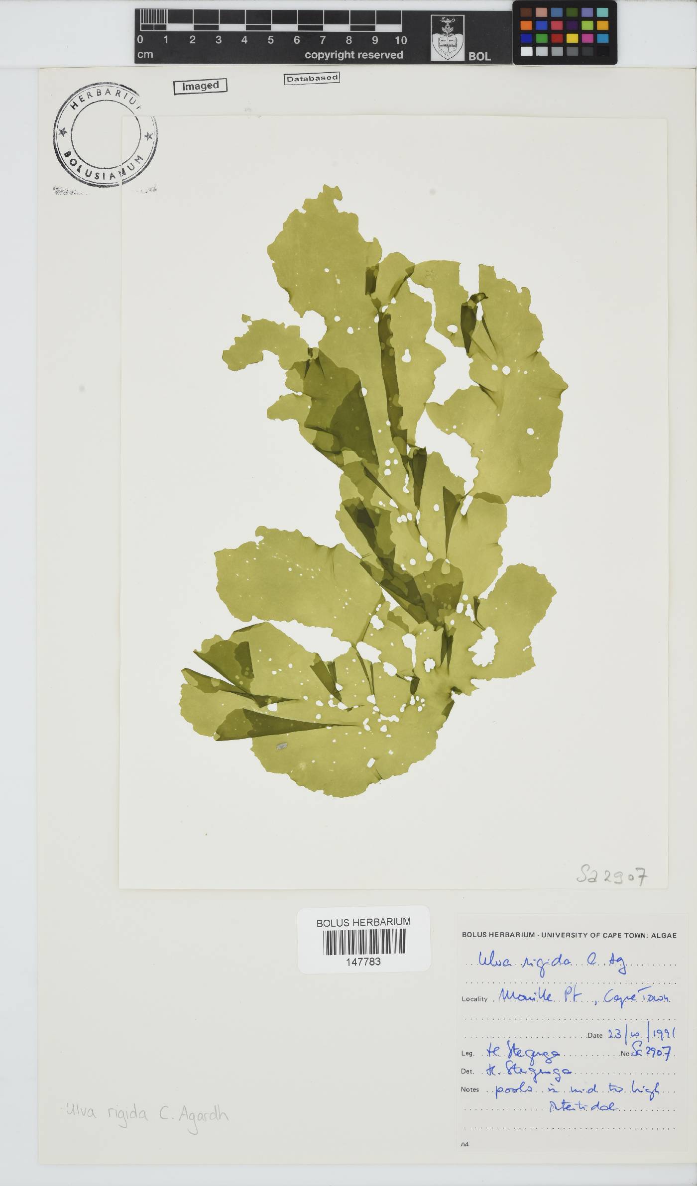 Ulva rigida image