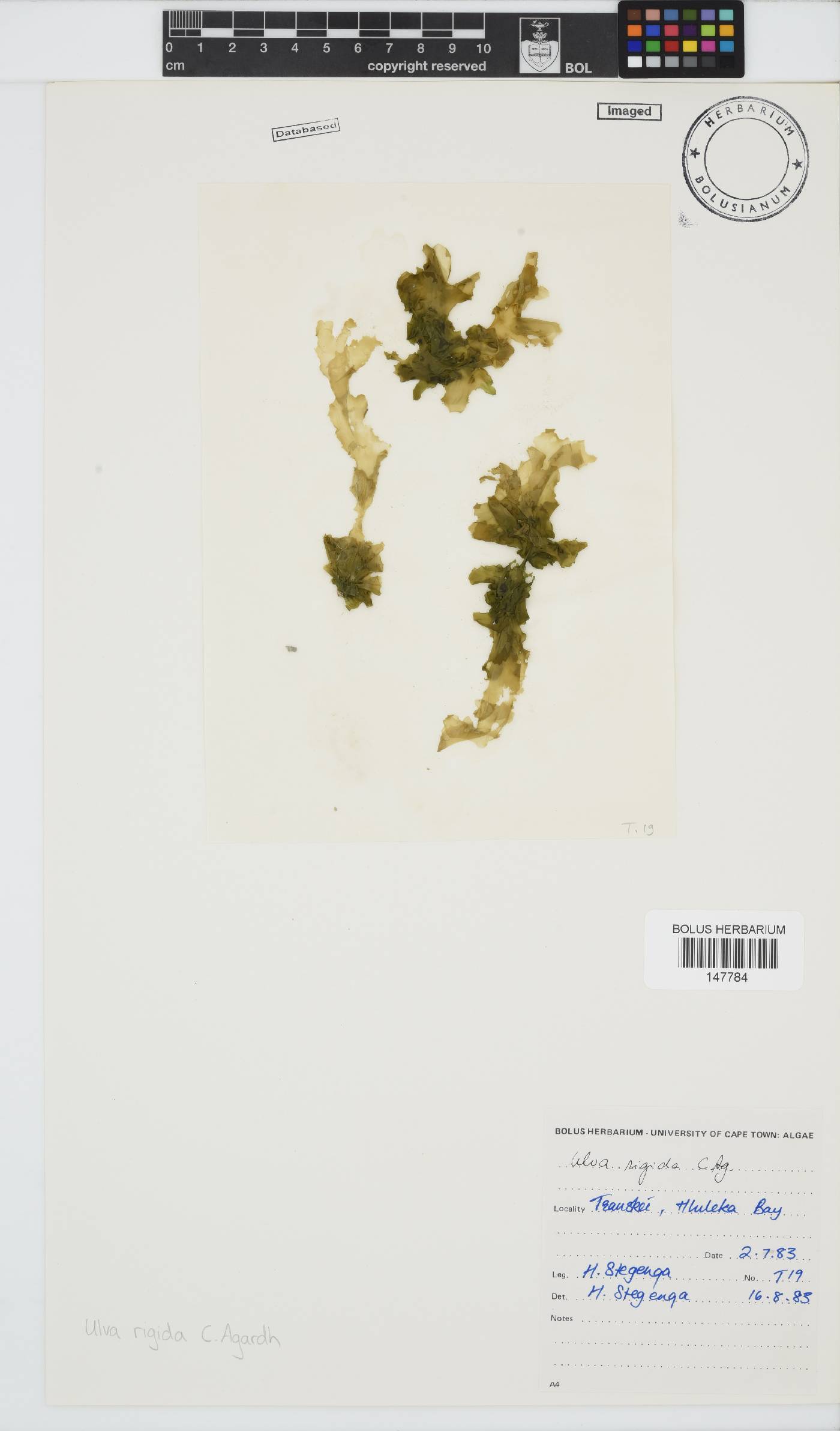 Ulva rigida image
