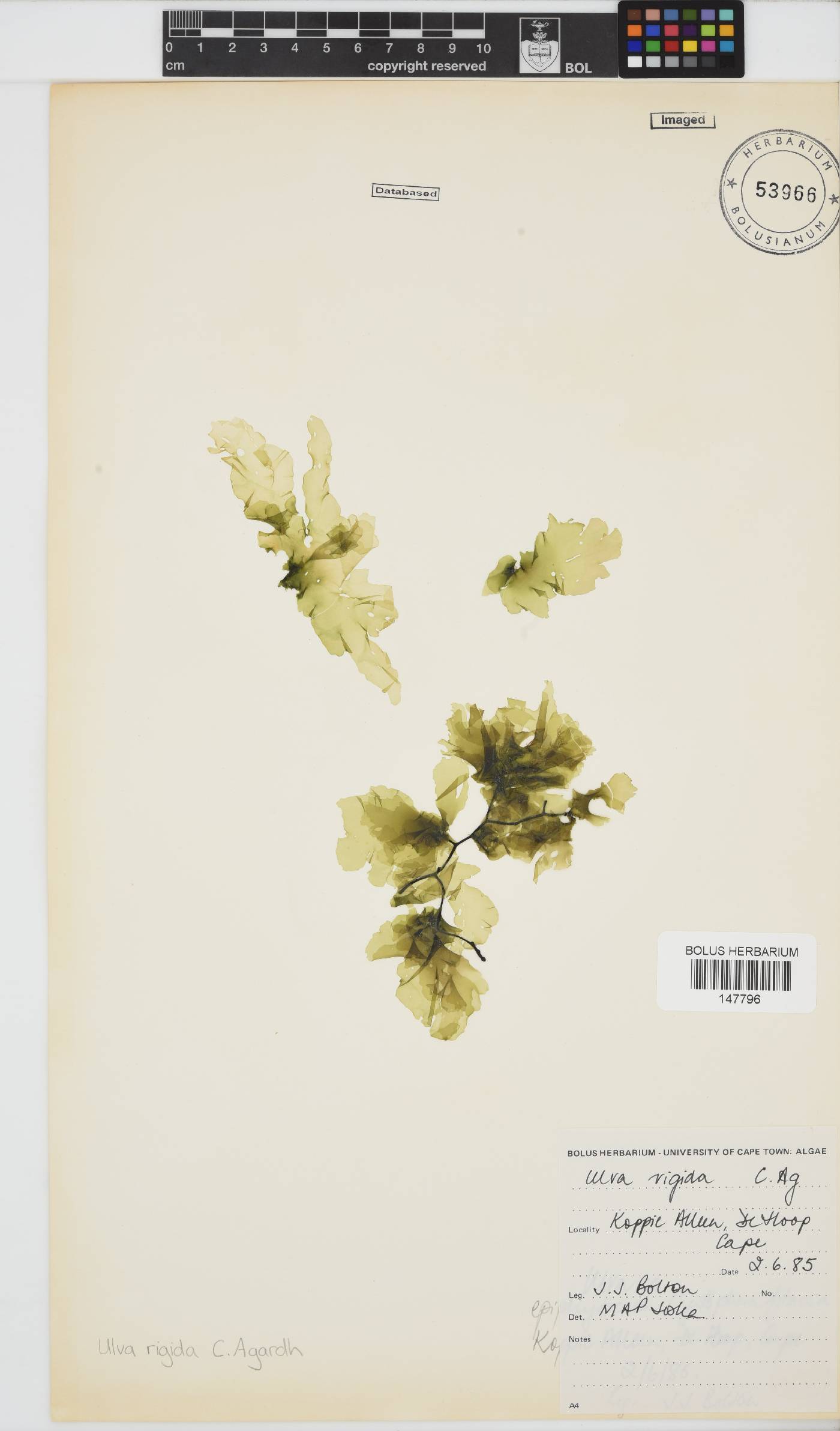 Ulva image