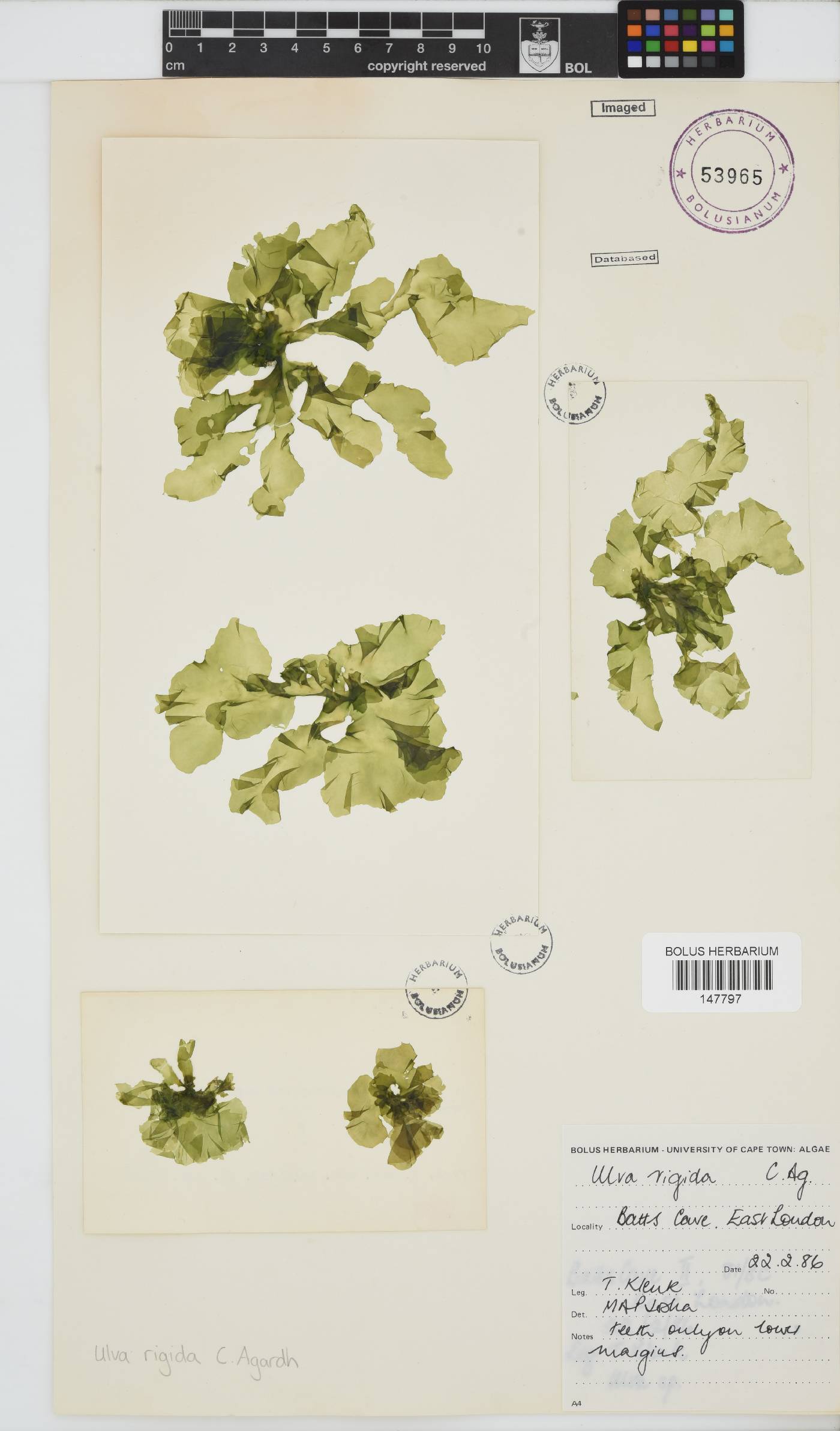 Ulva image
