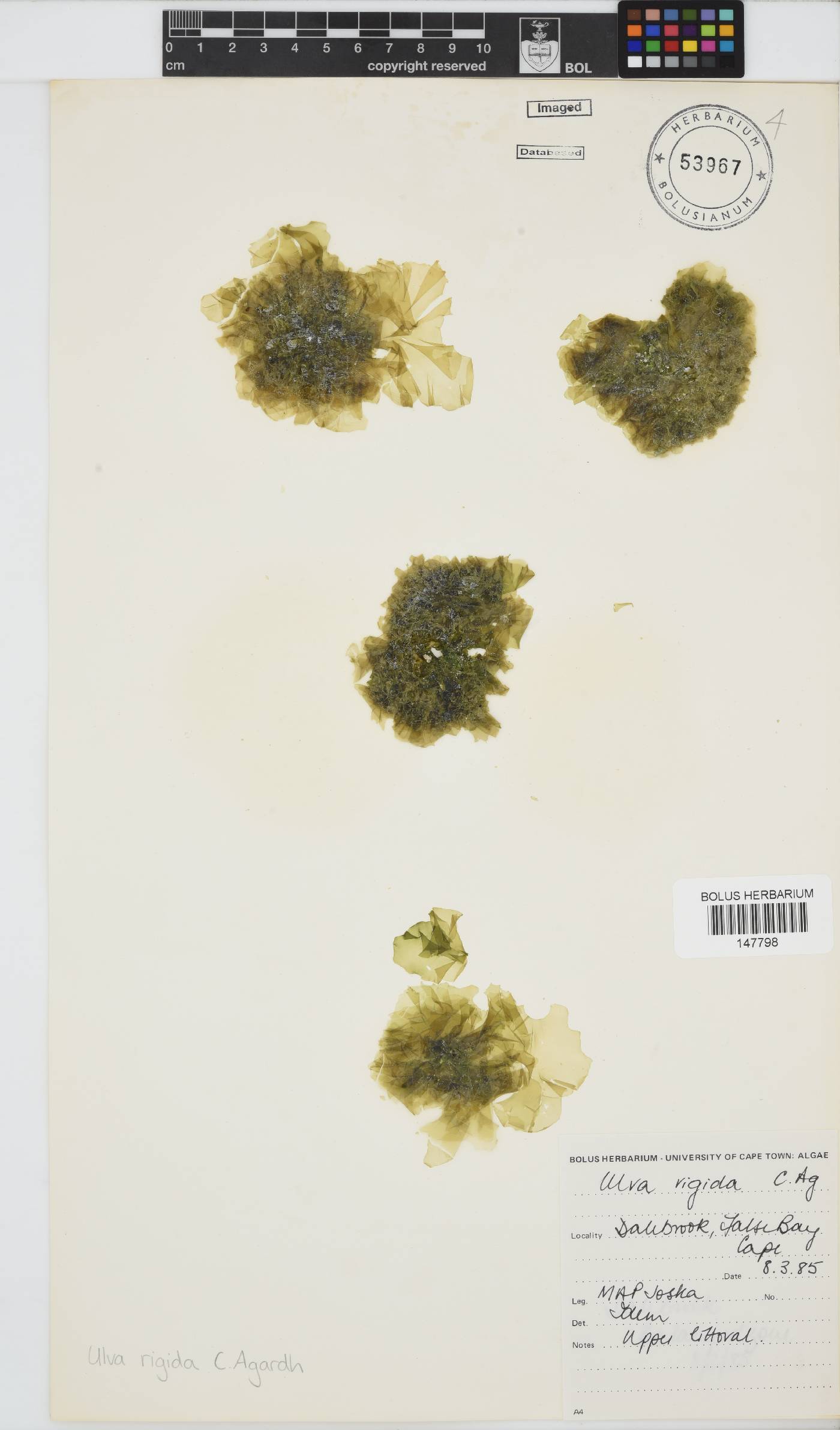 Ulva image