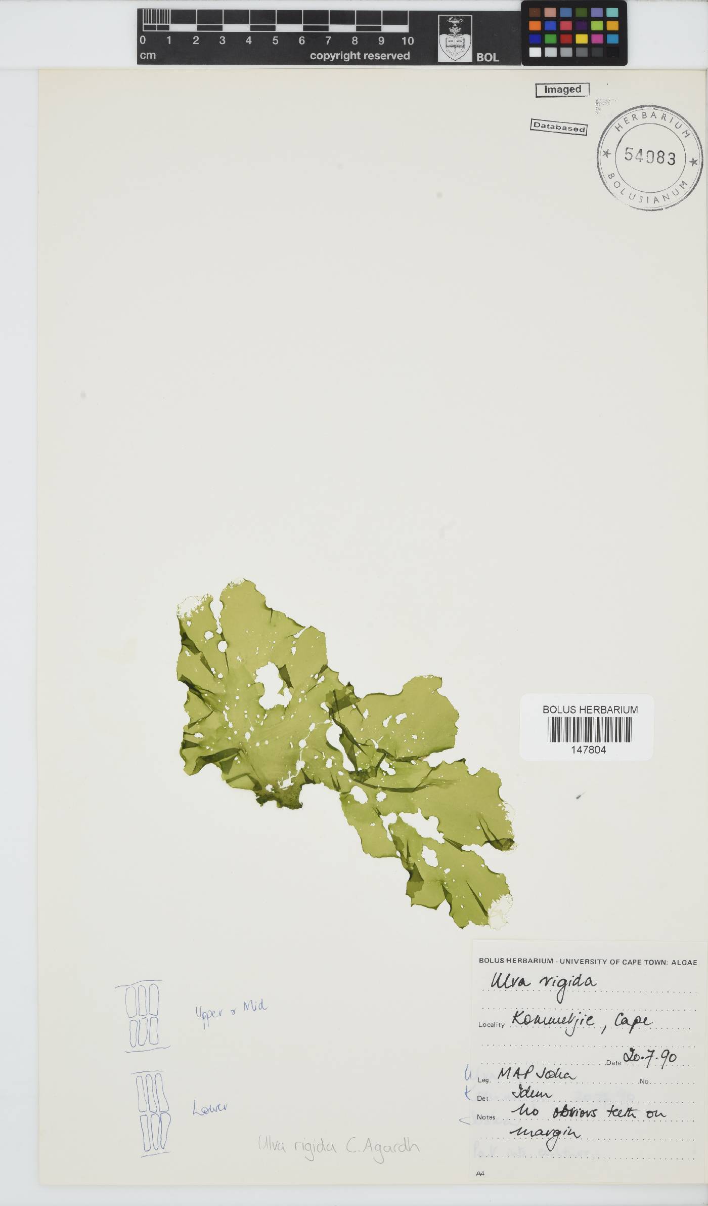 Ulva rigida image