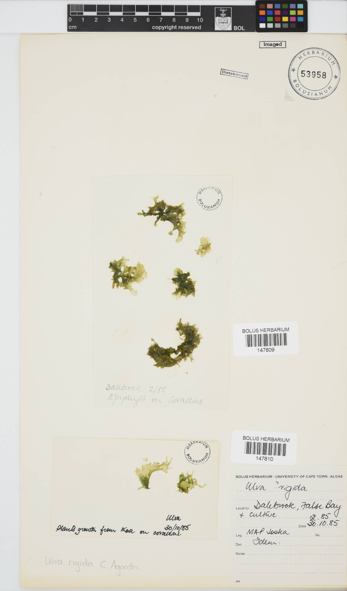 Ulva rigida image