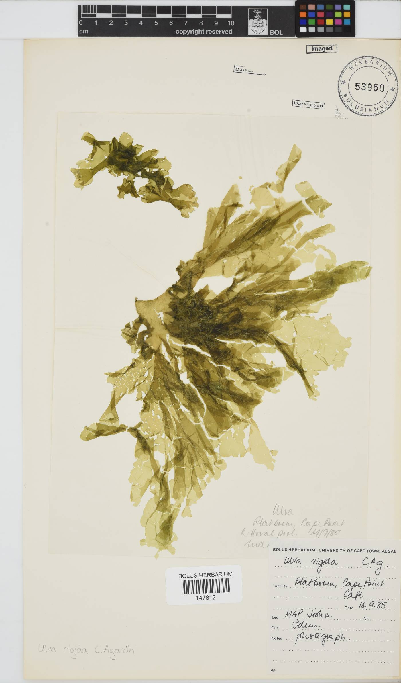 Ulva rigida image
