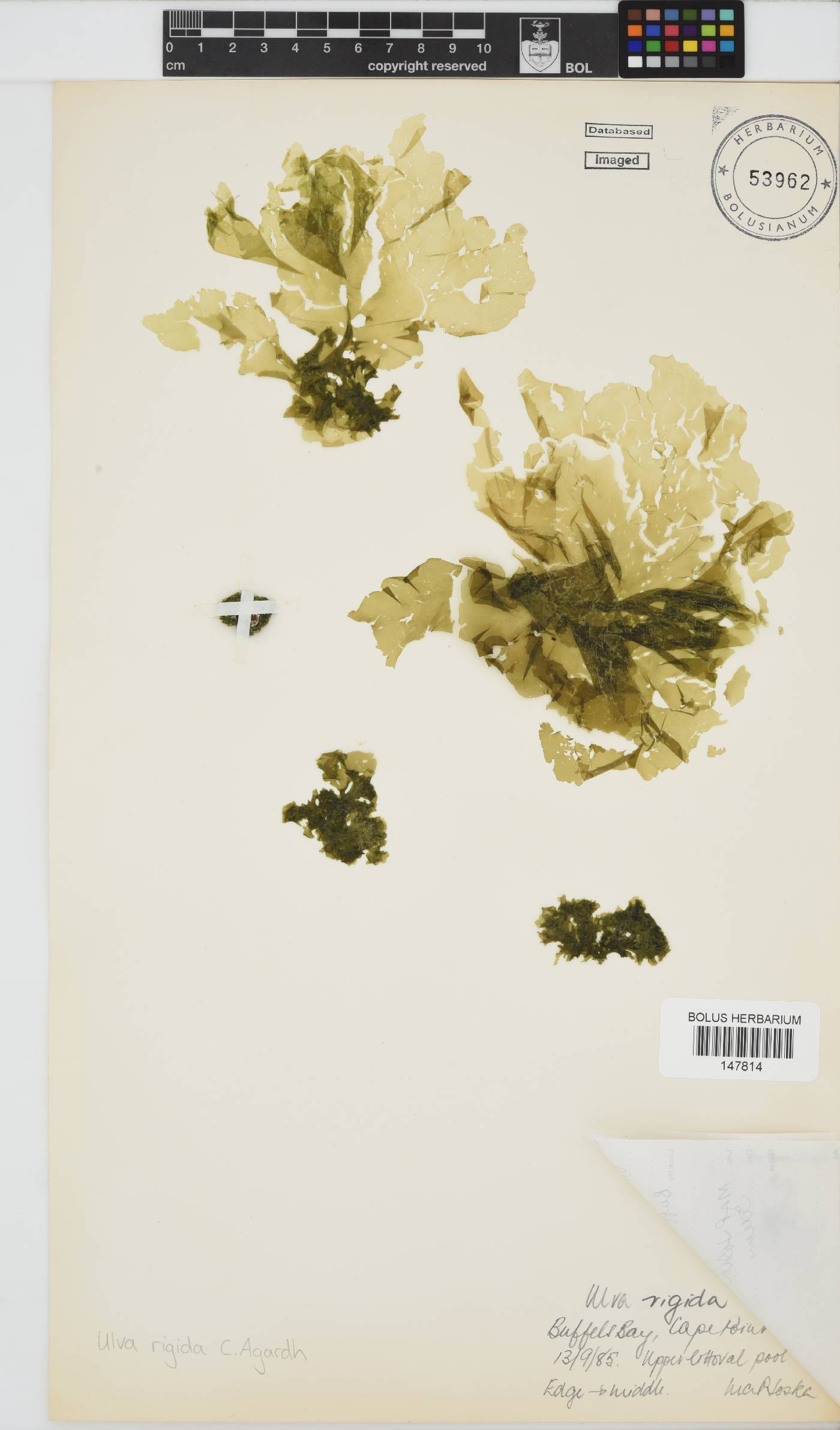 Ulva image