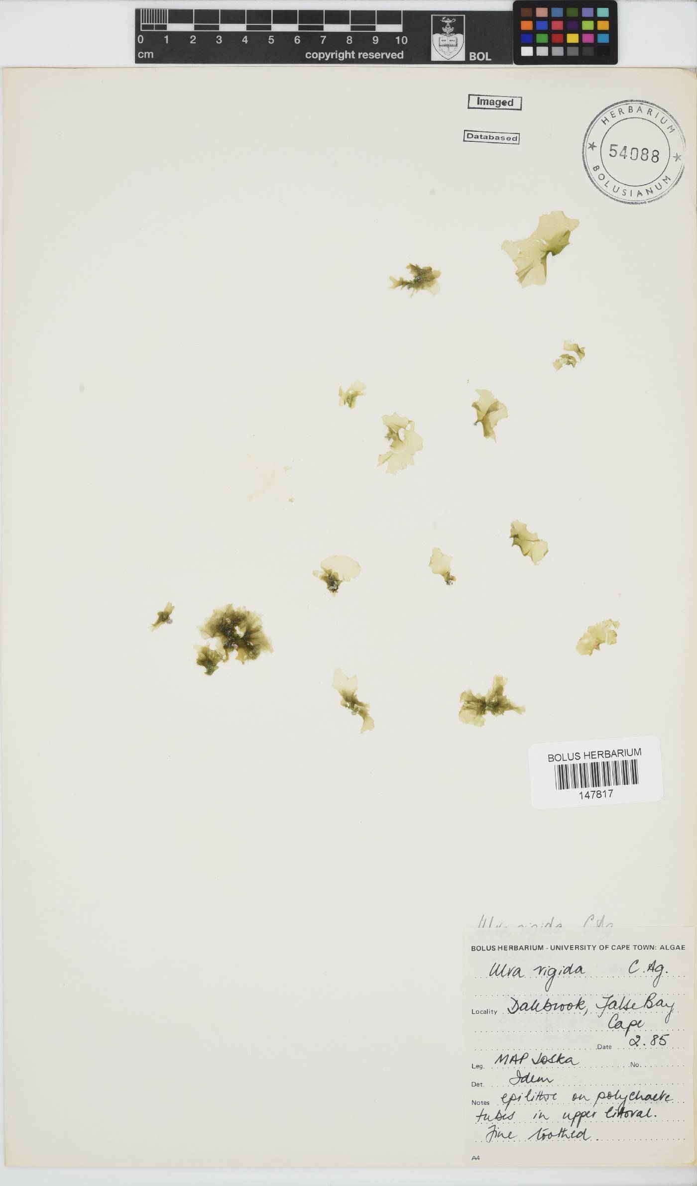 Ulva rigida image