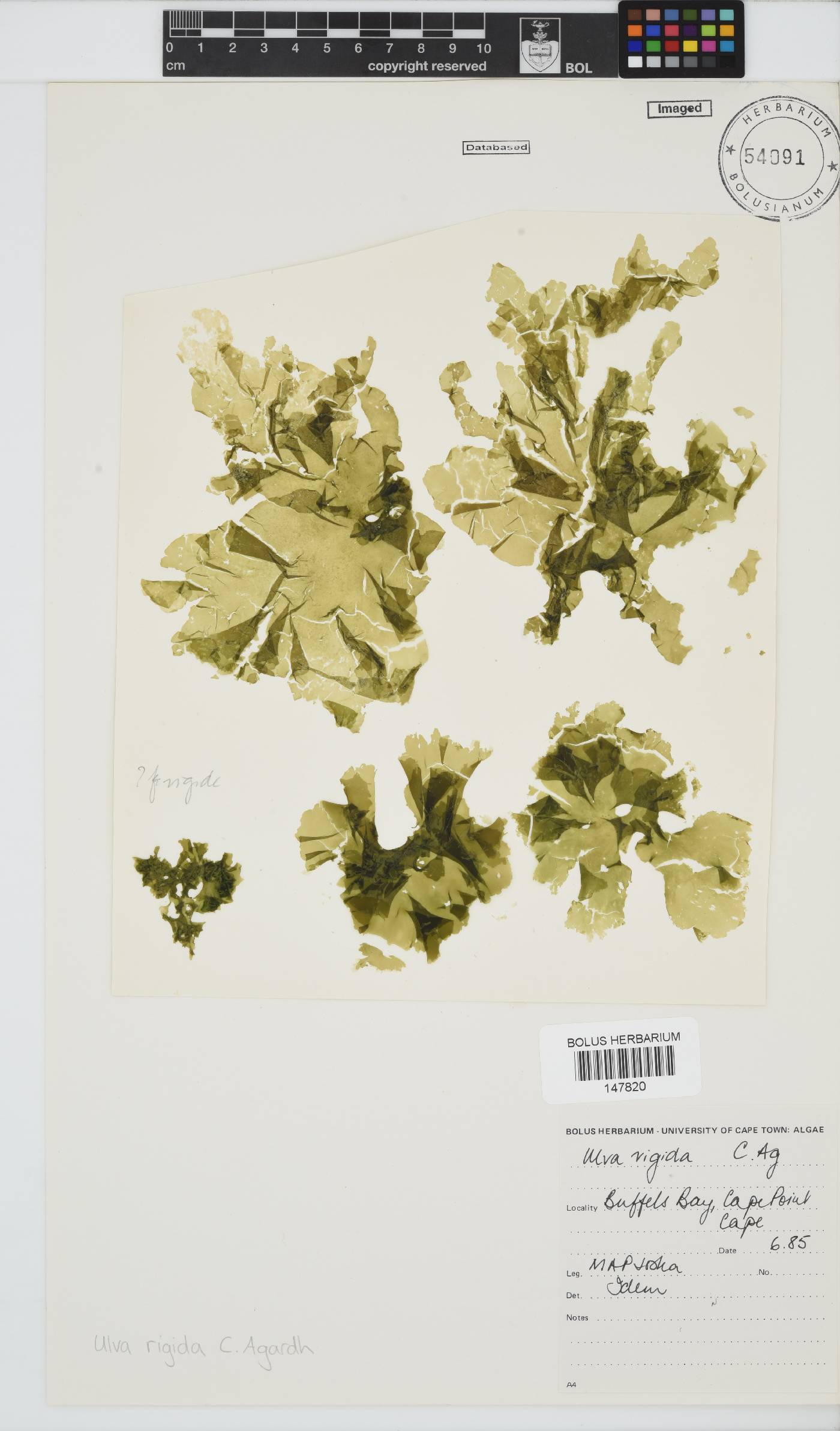 Ulva rigida image