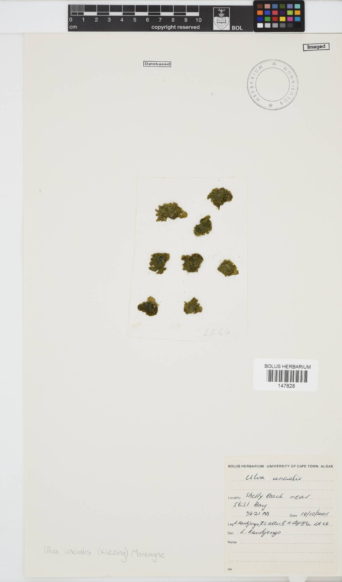 Ulva uncialis image