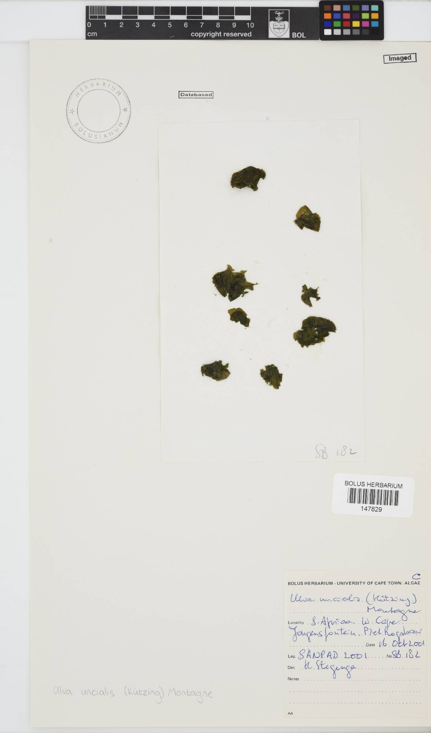 Ulva uncialis image