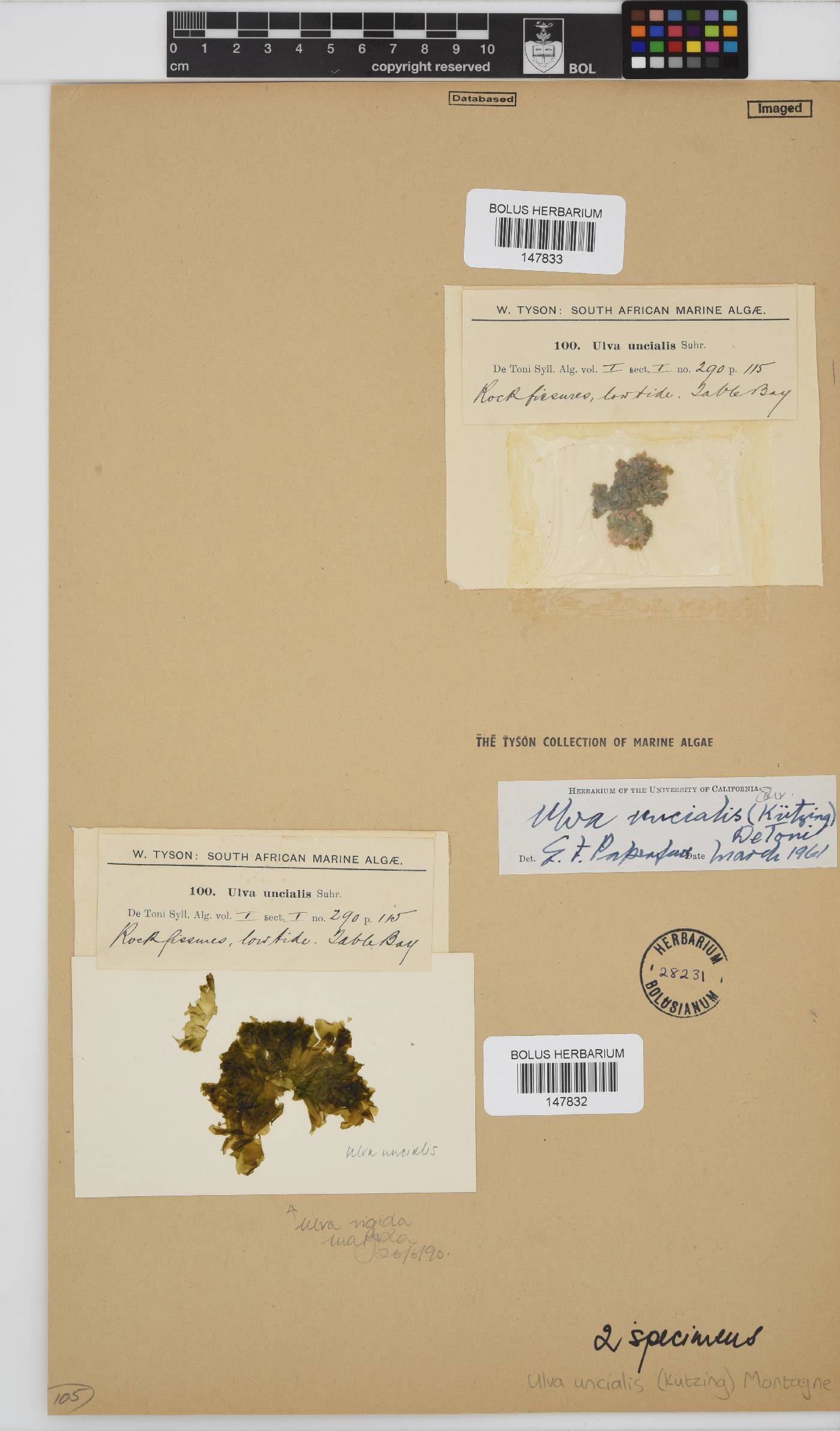 Ulva rigida image