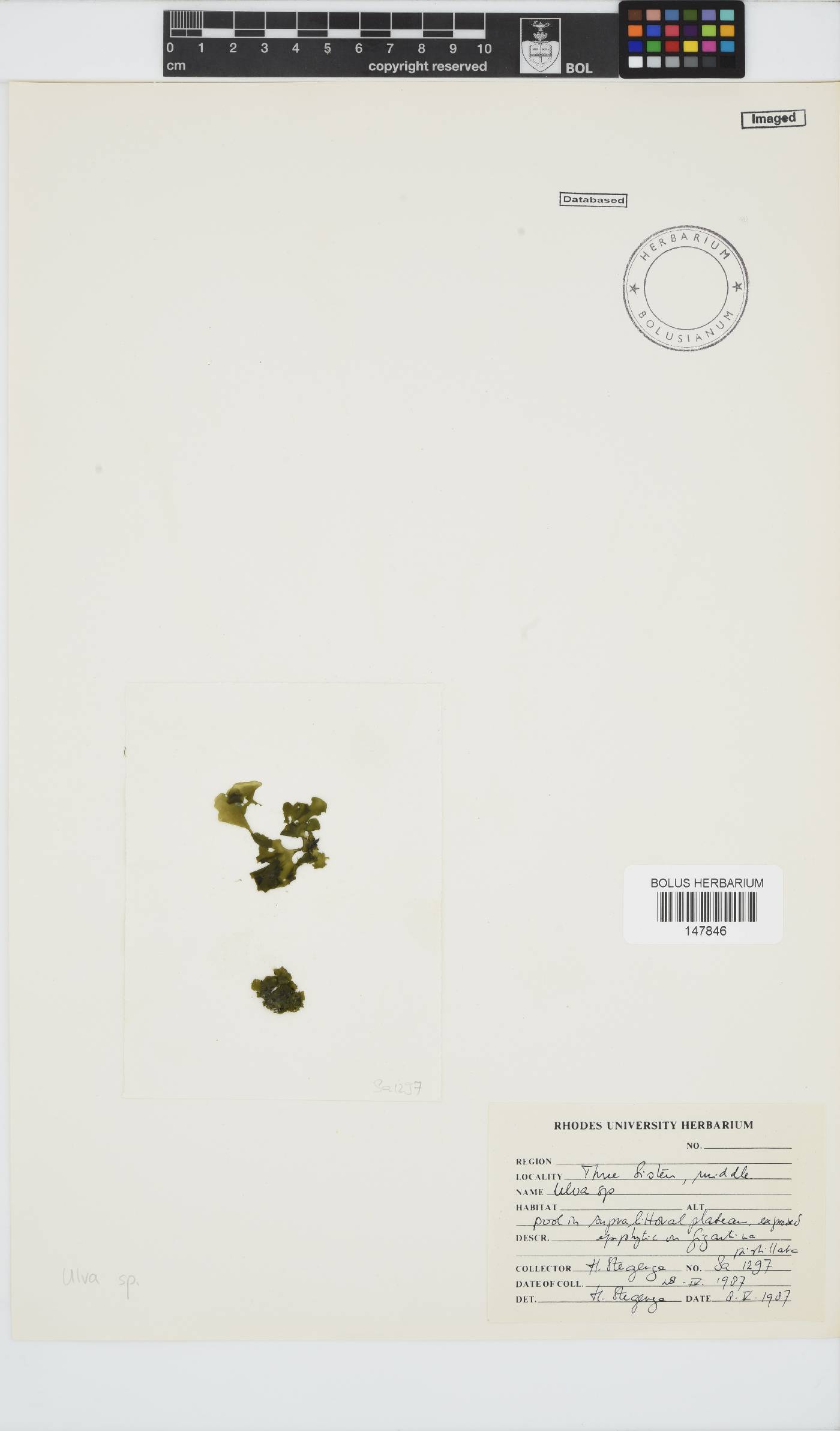 Ulvaceae image