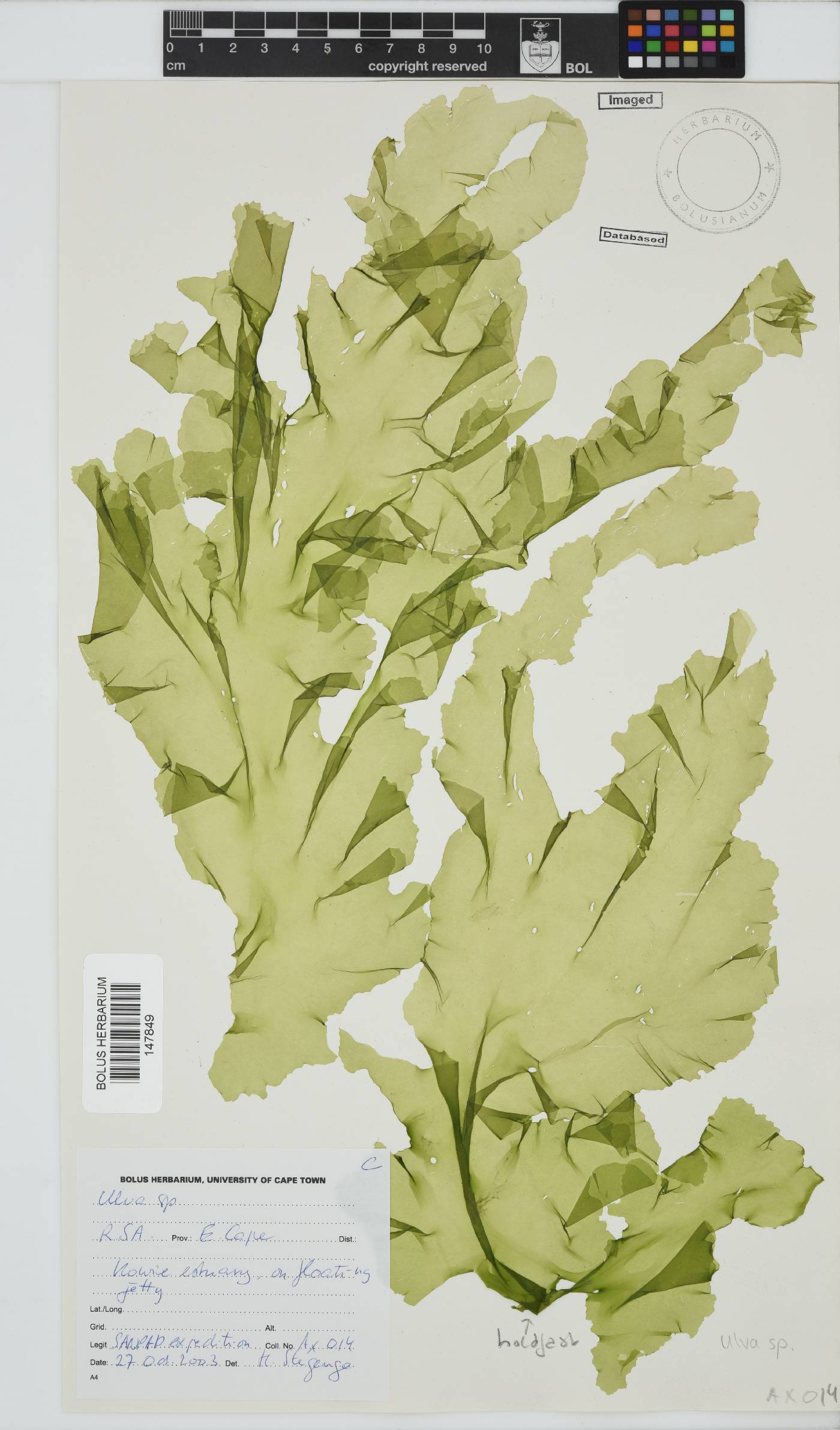 Ulva image