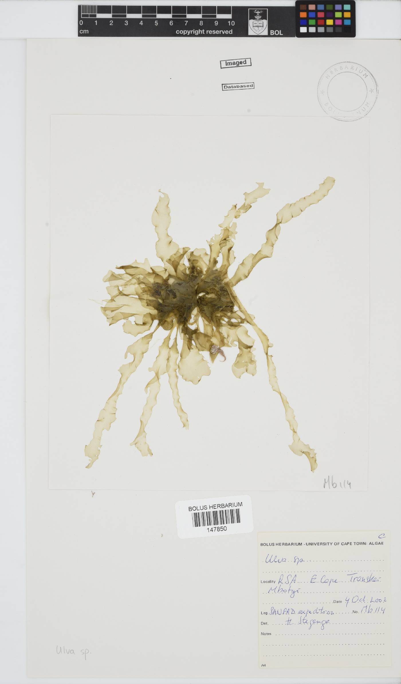 Ulva image