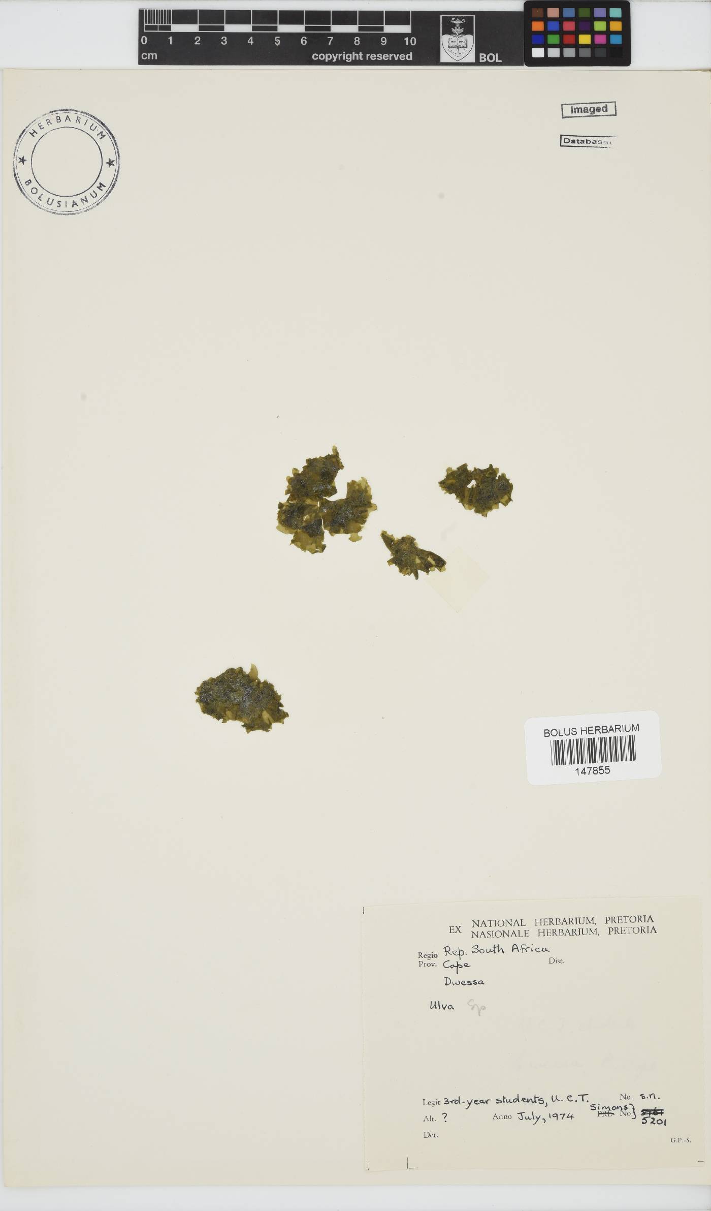Ulva image