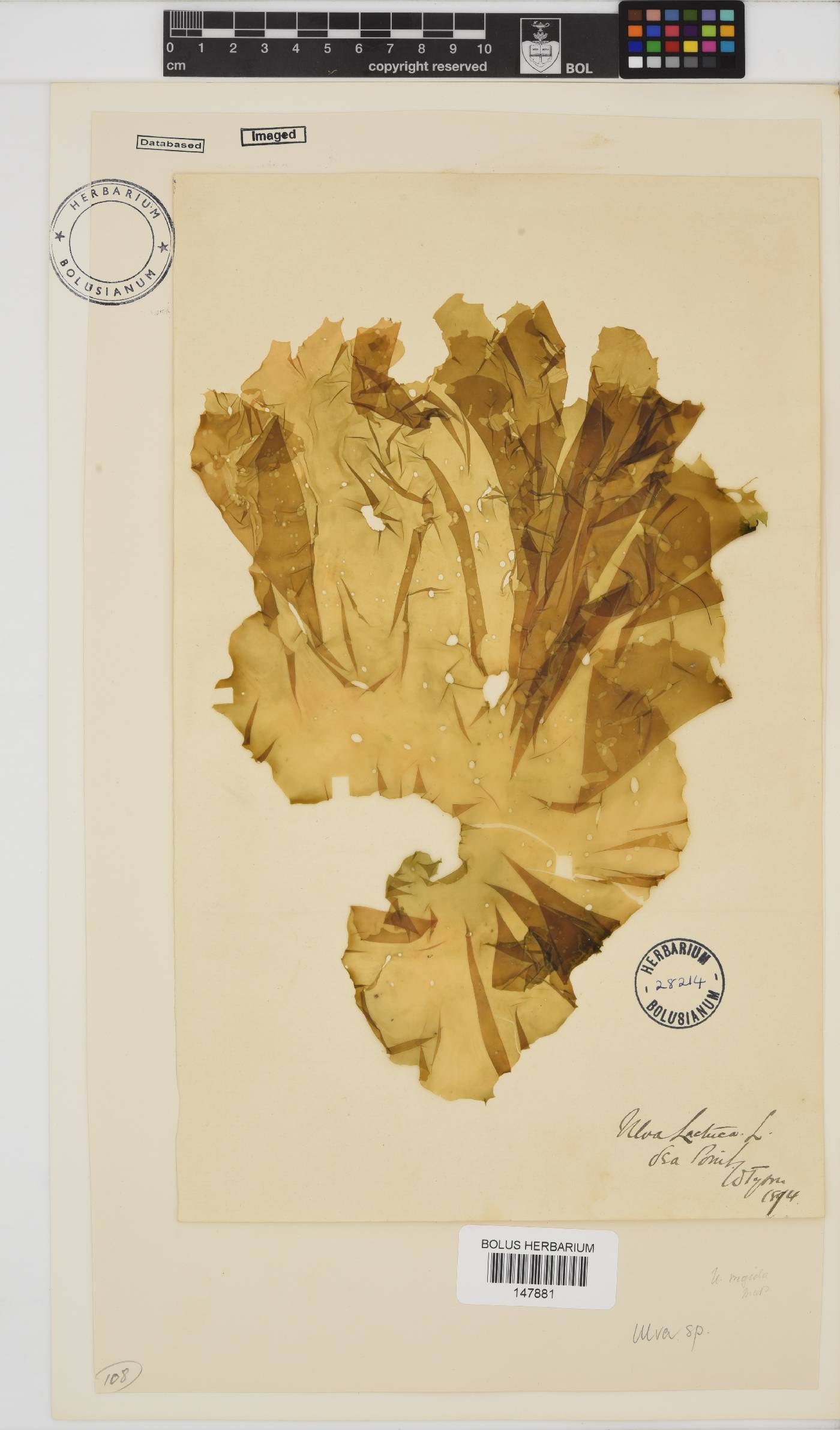 Ulva image