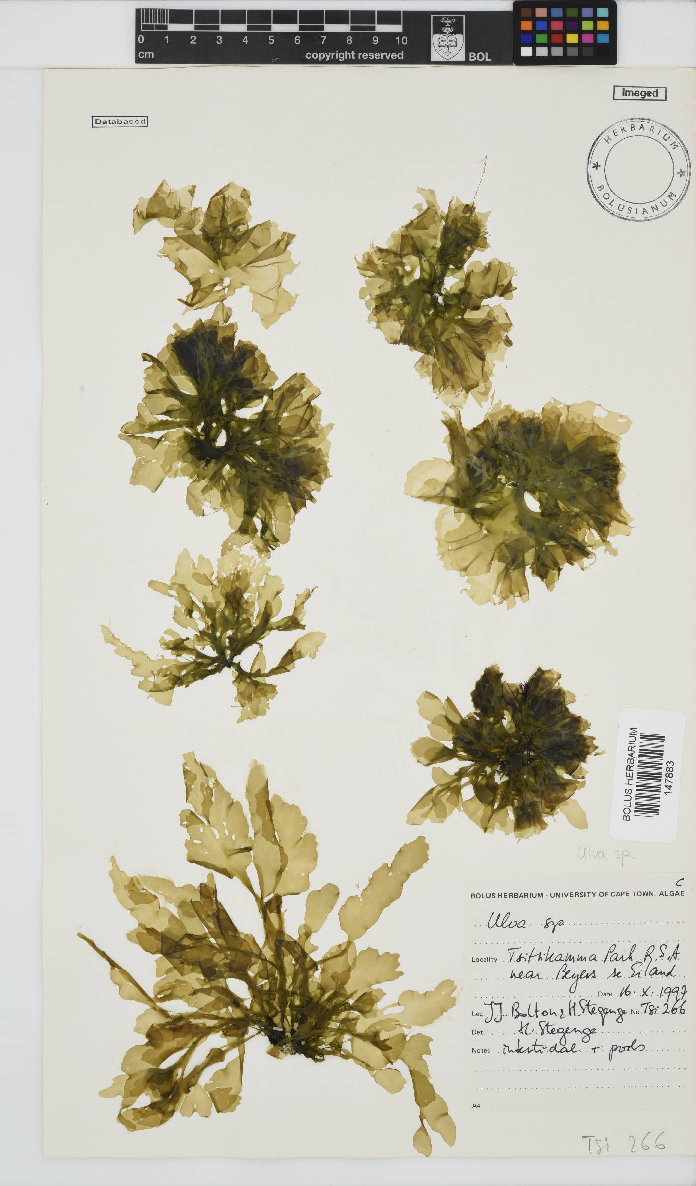 Ulva image