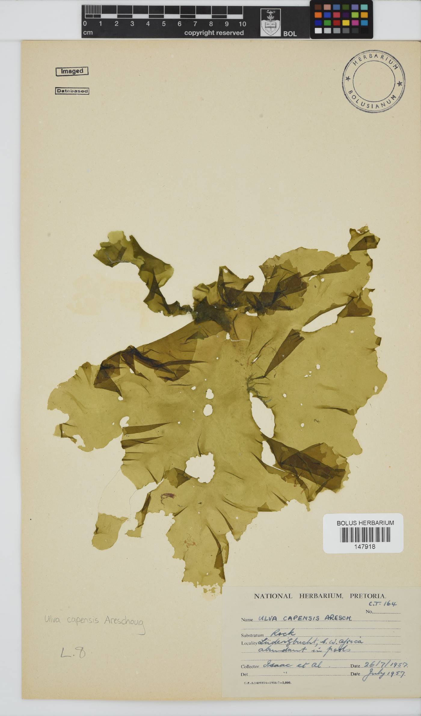 Ulva uncialis image