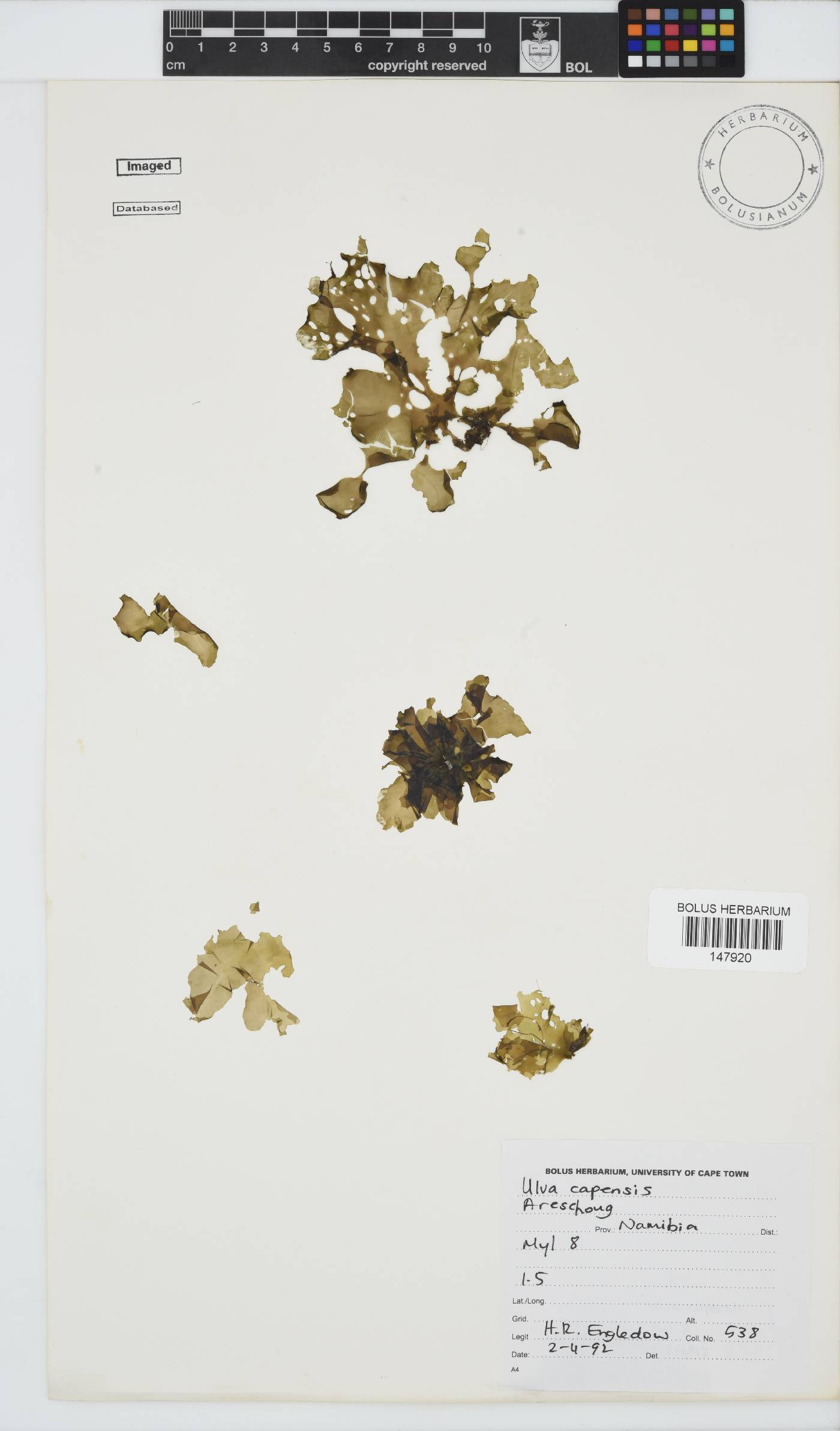 Ulva uncialis image