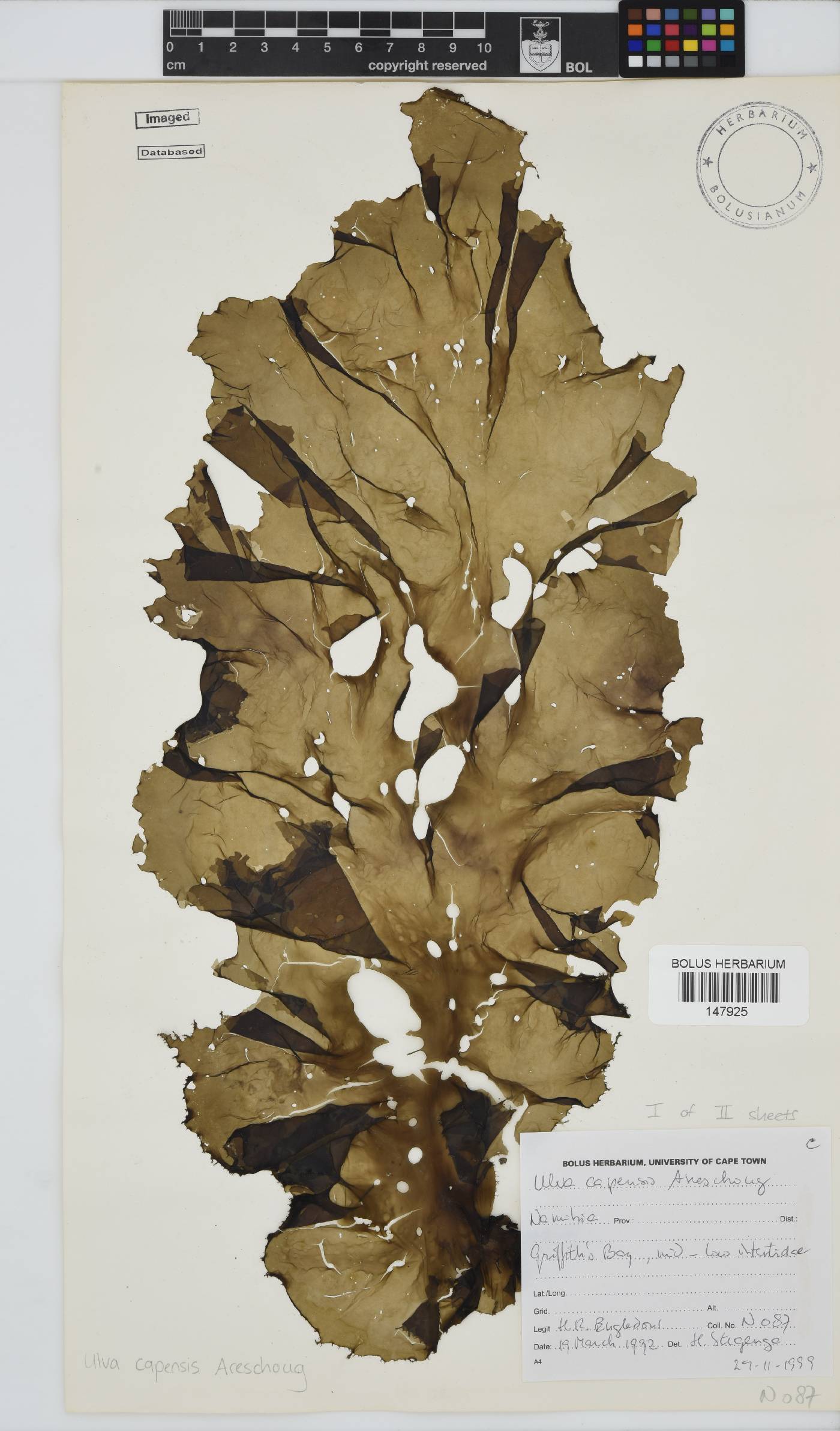 Ulva uncialis image