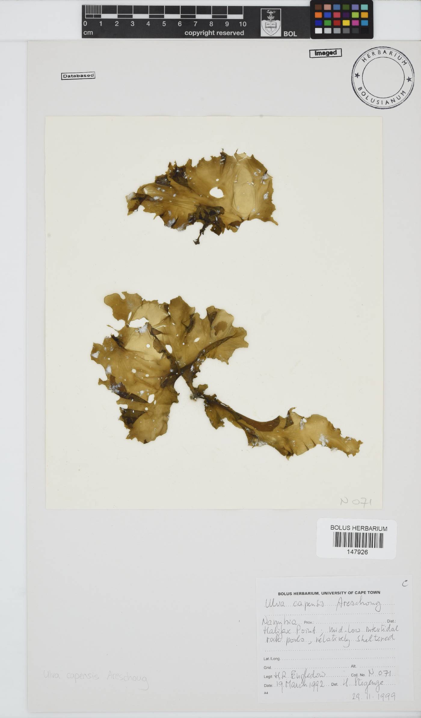 Ulva uncialis image