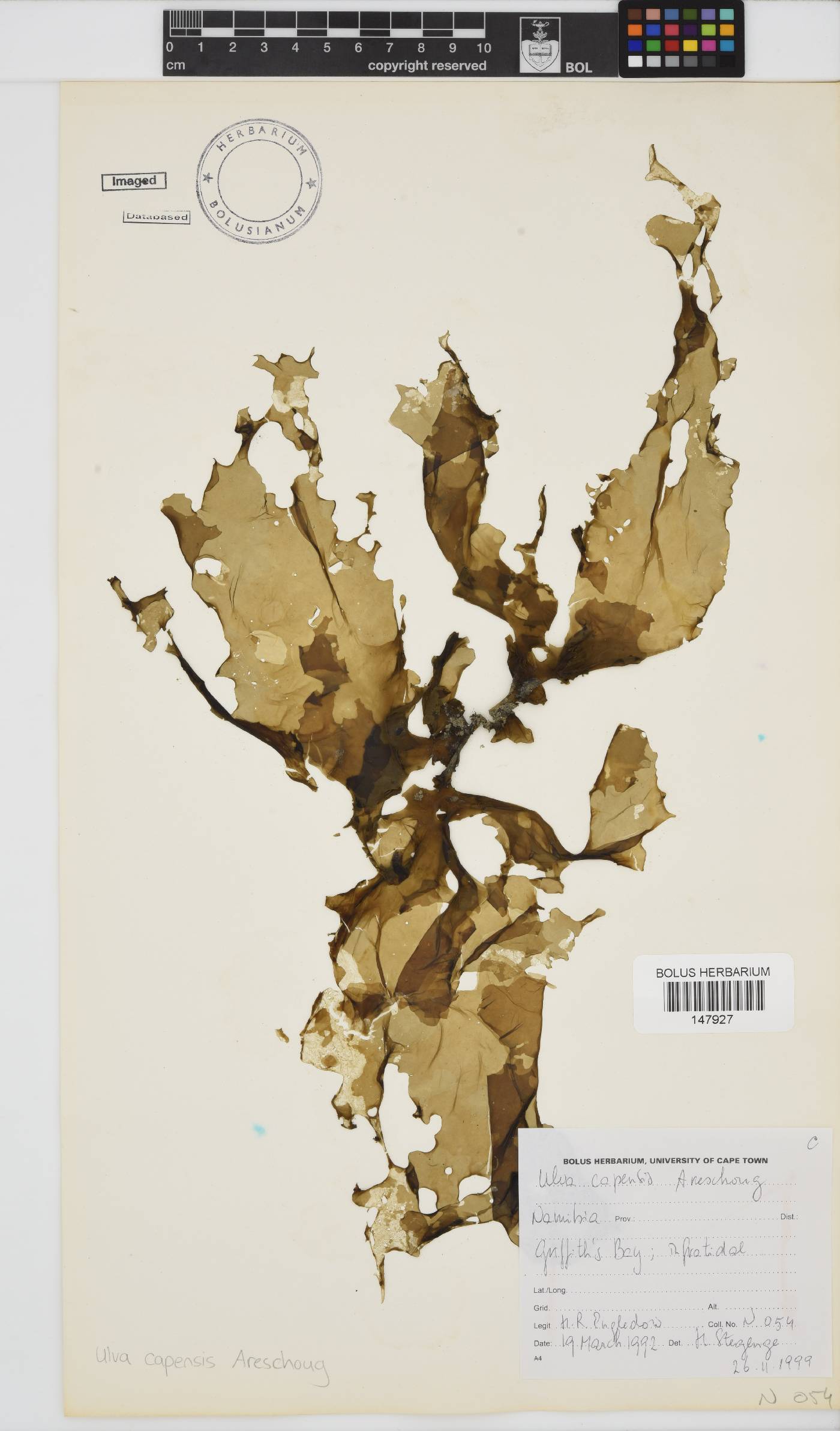Ulva uncialis image
