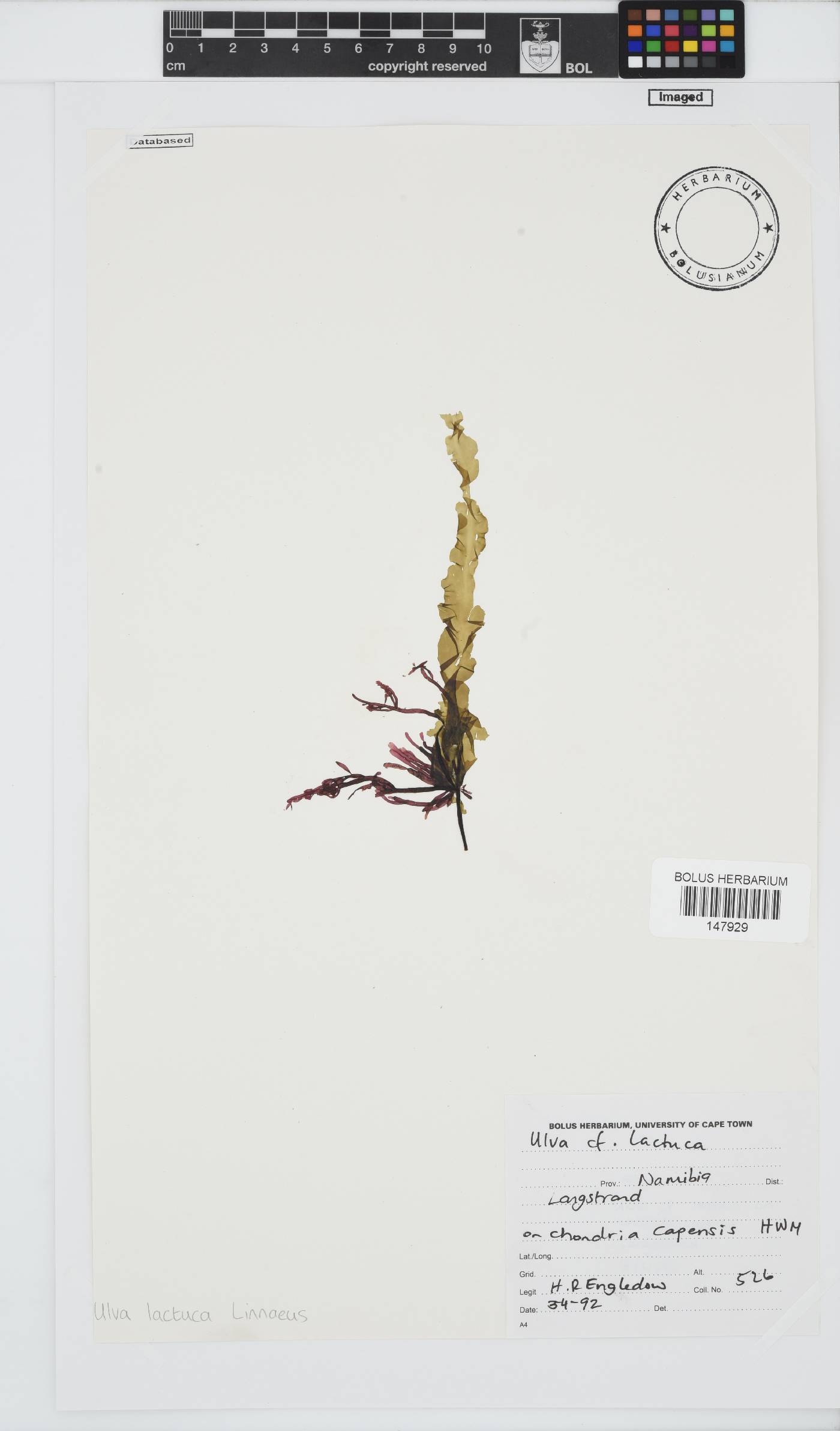 Ulva lactuca image