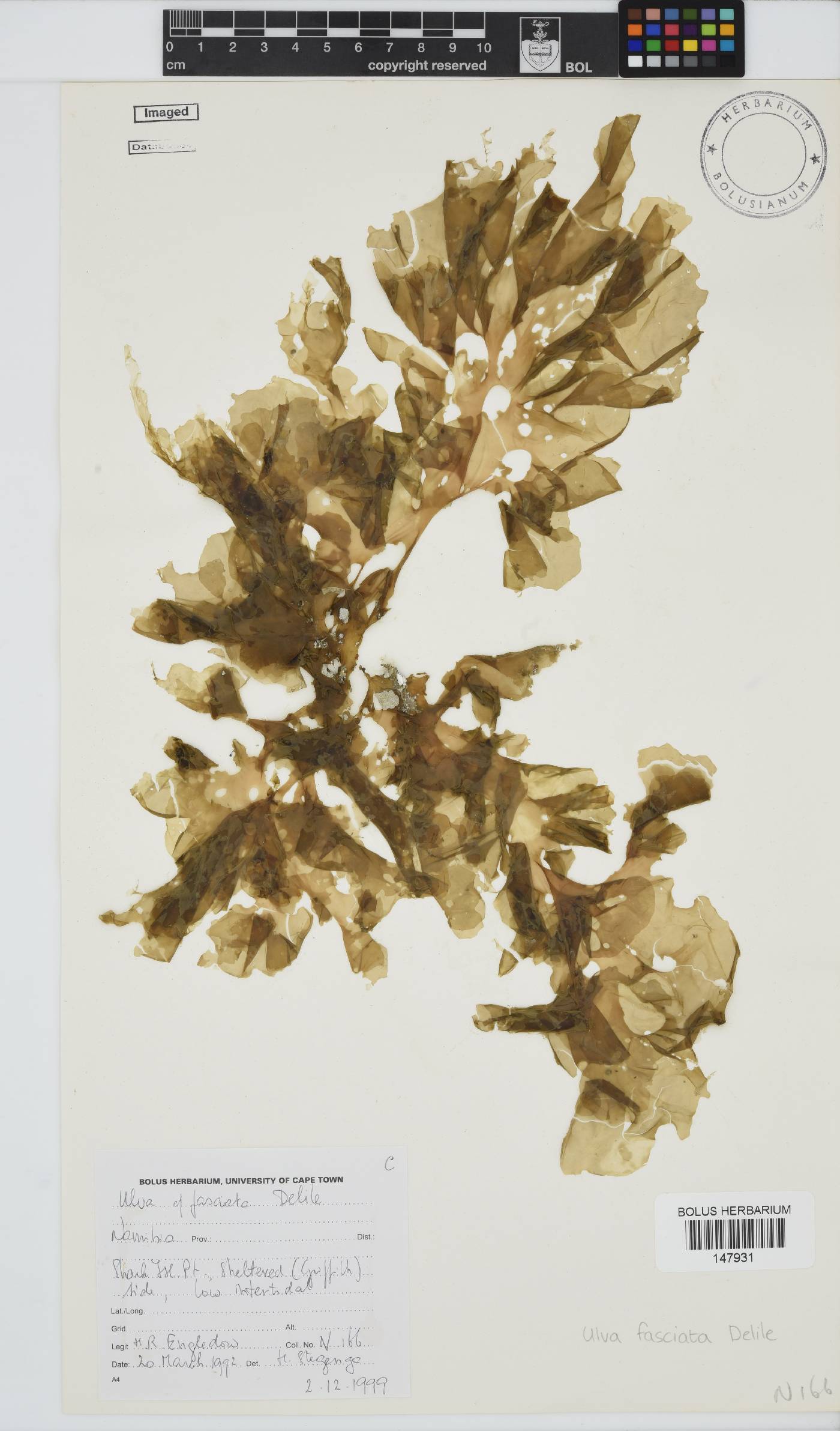 Ulva fasciata image