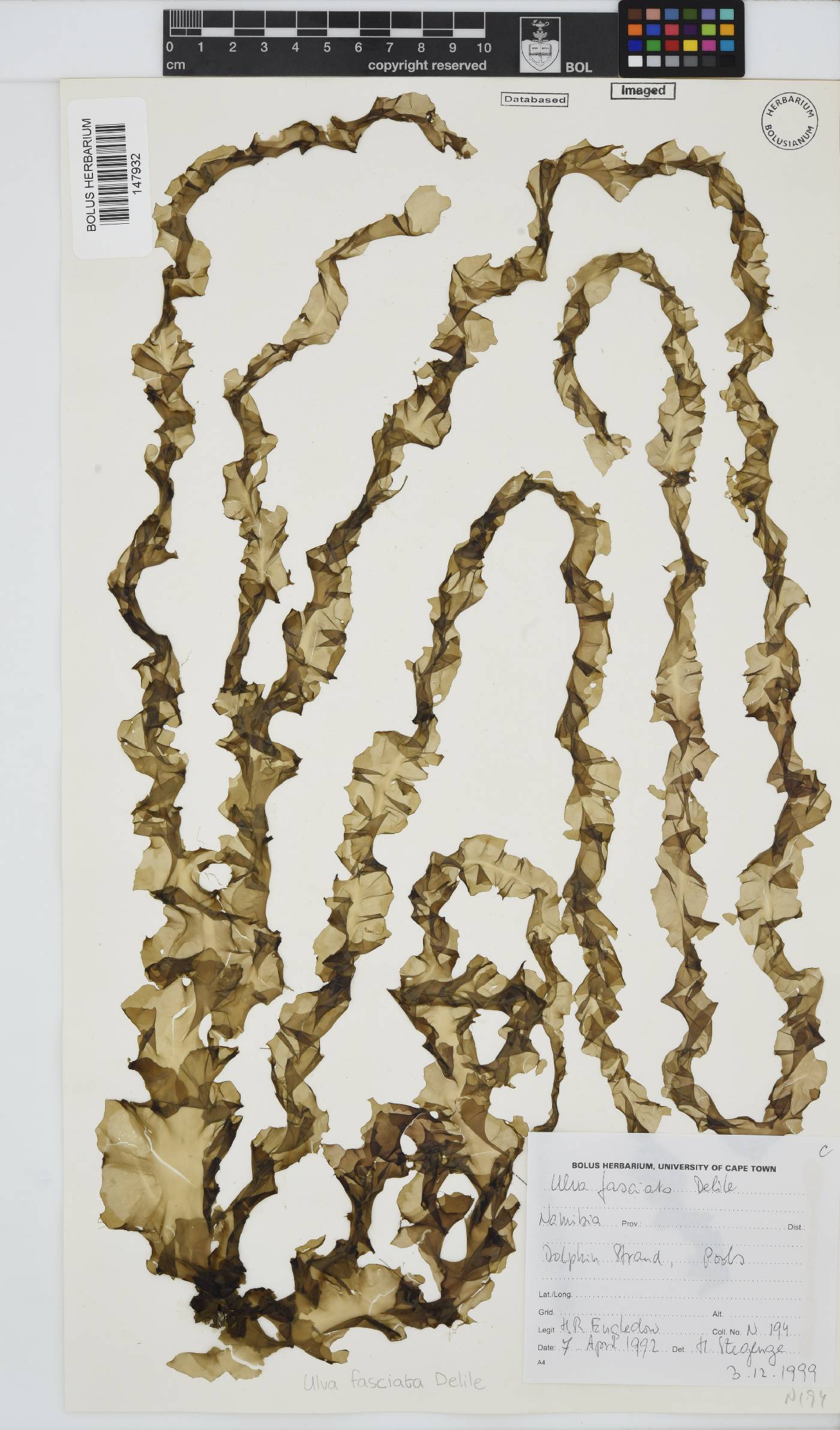Ulva fasciata image