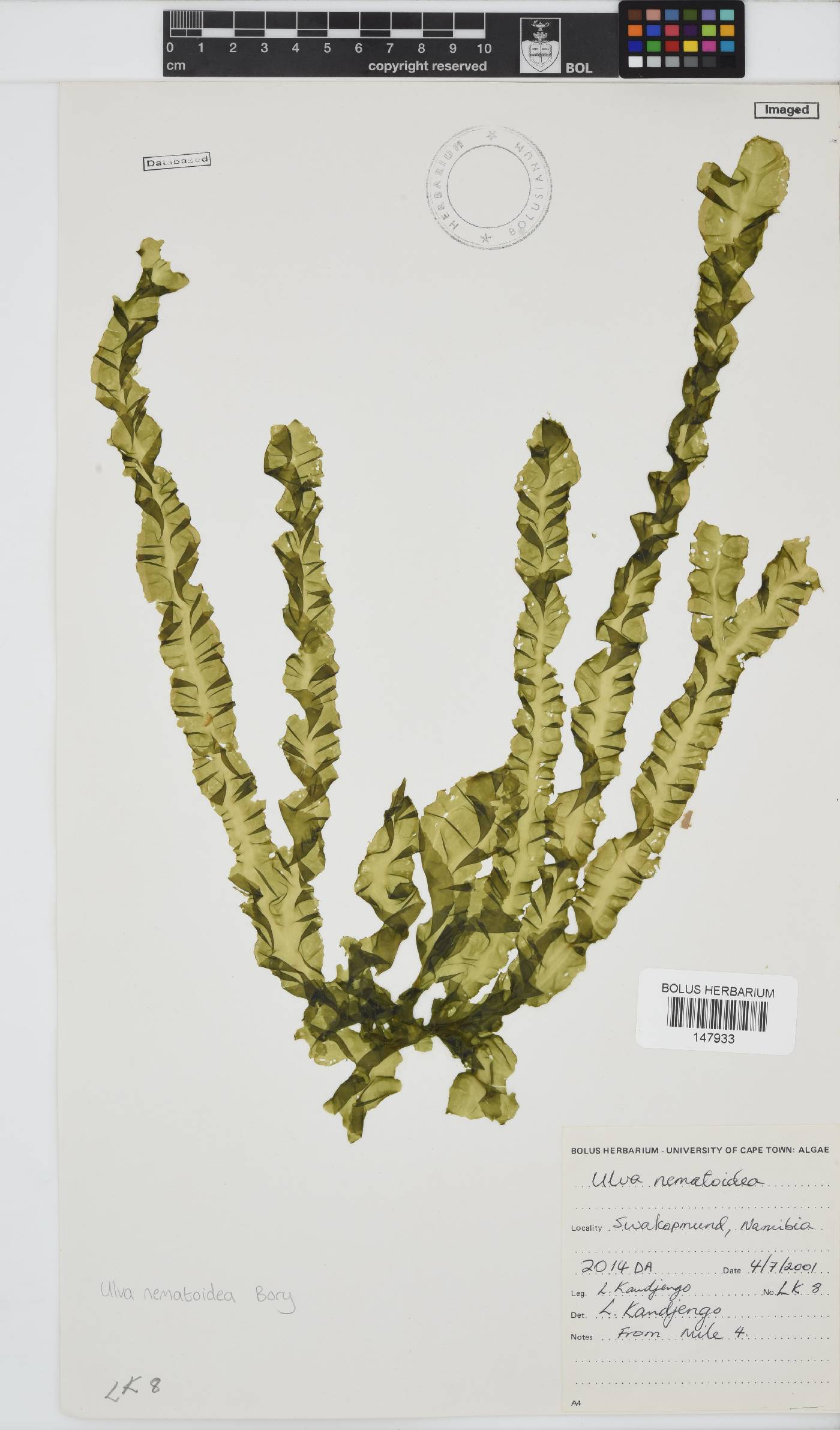 Ulva nematoidea image