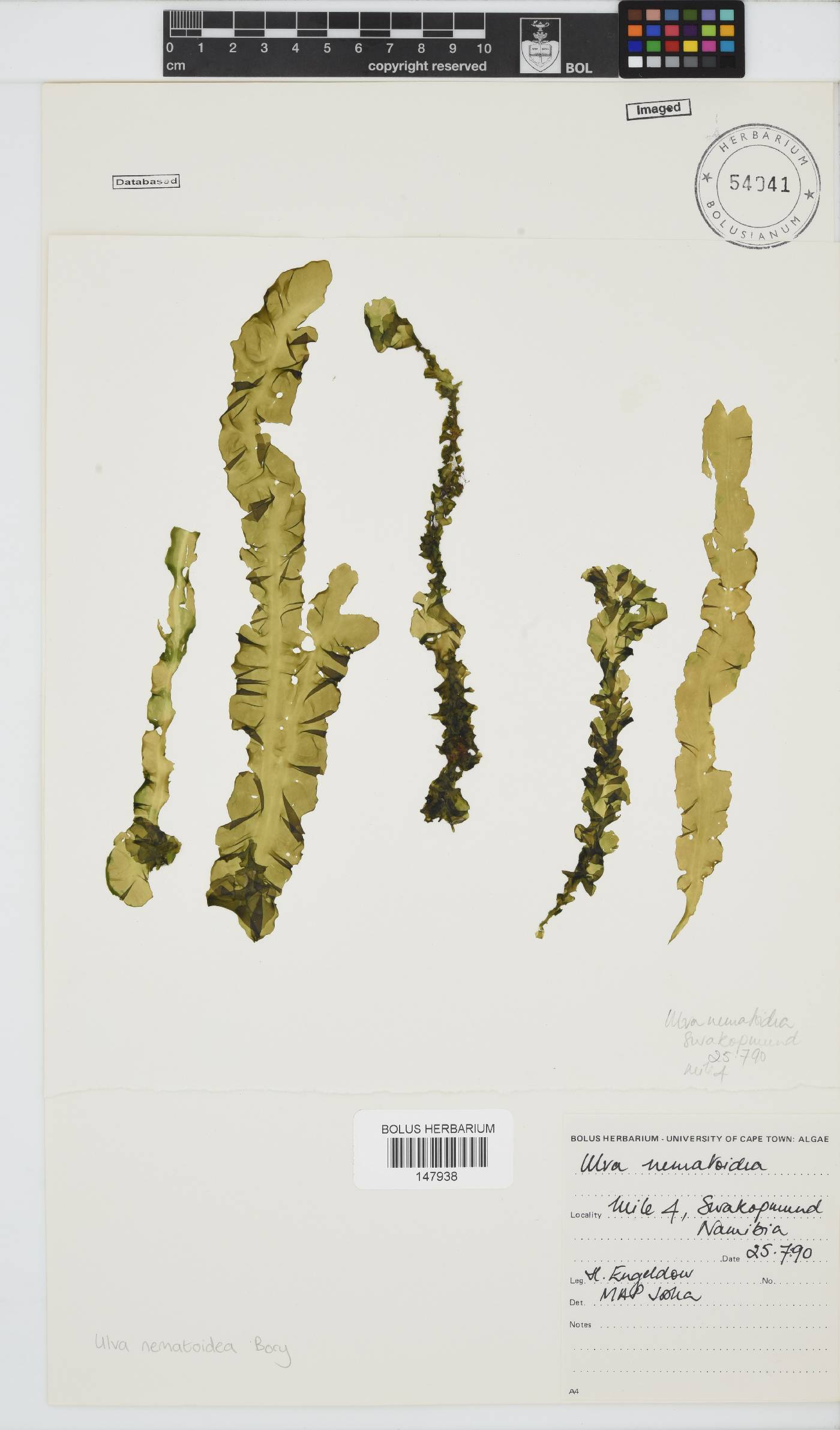 Ulva nematoidea image