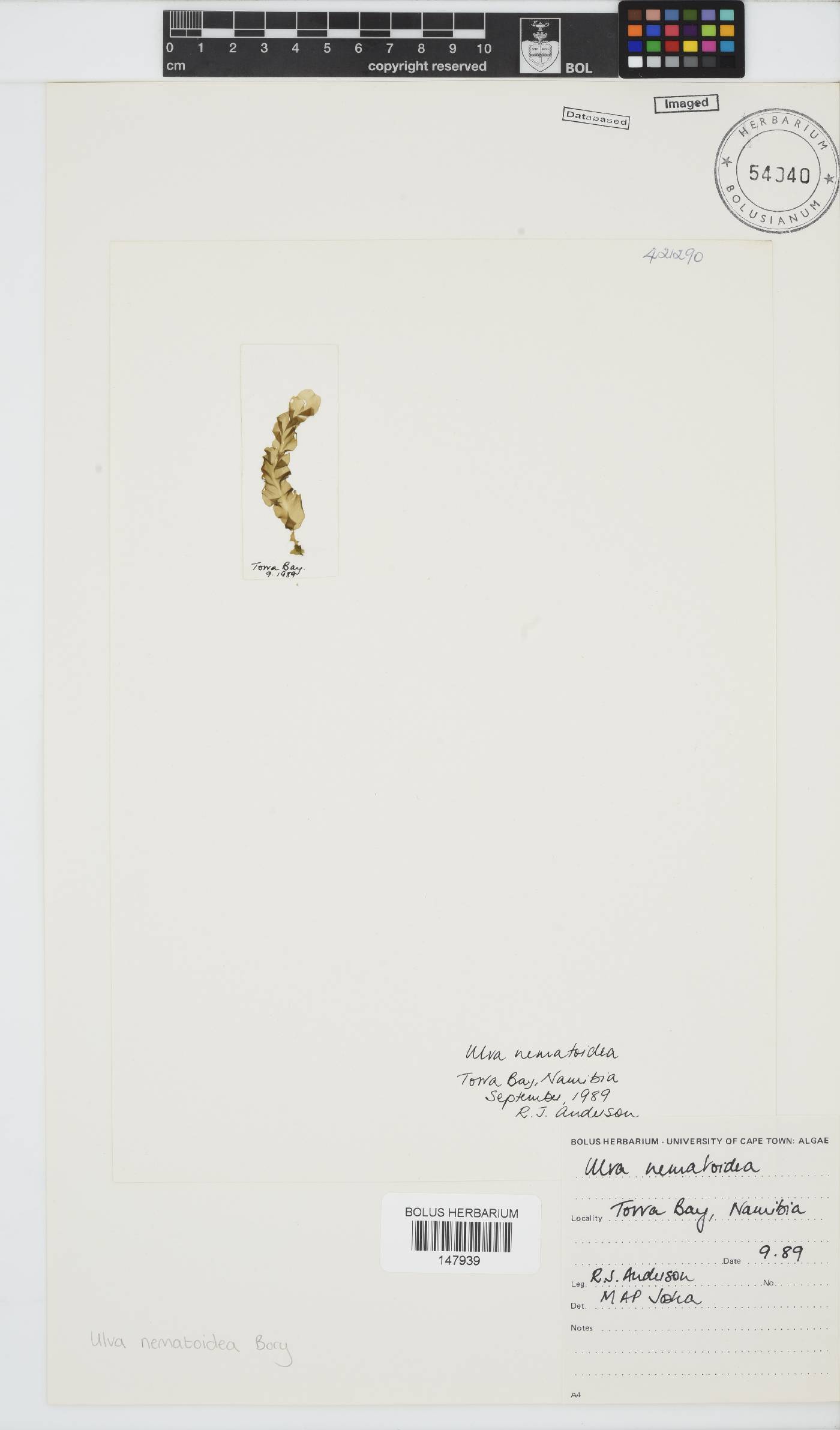 Ulva nematoidea image