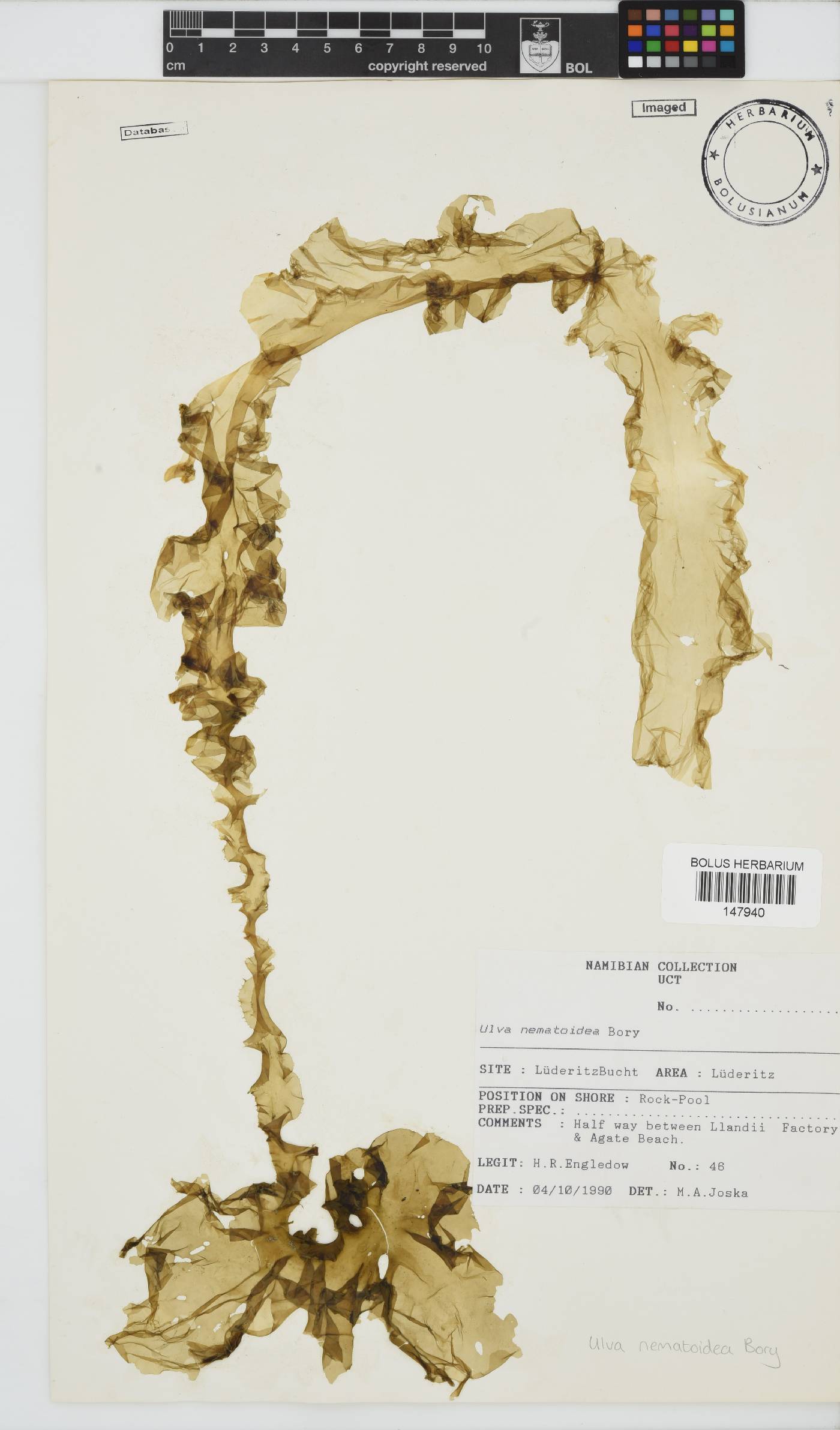 Ulva nematoidea image