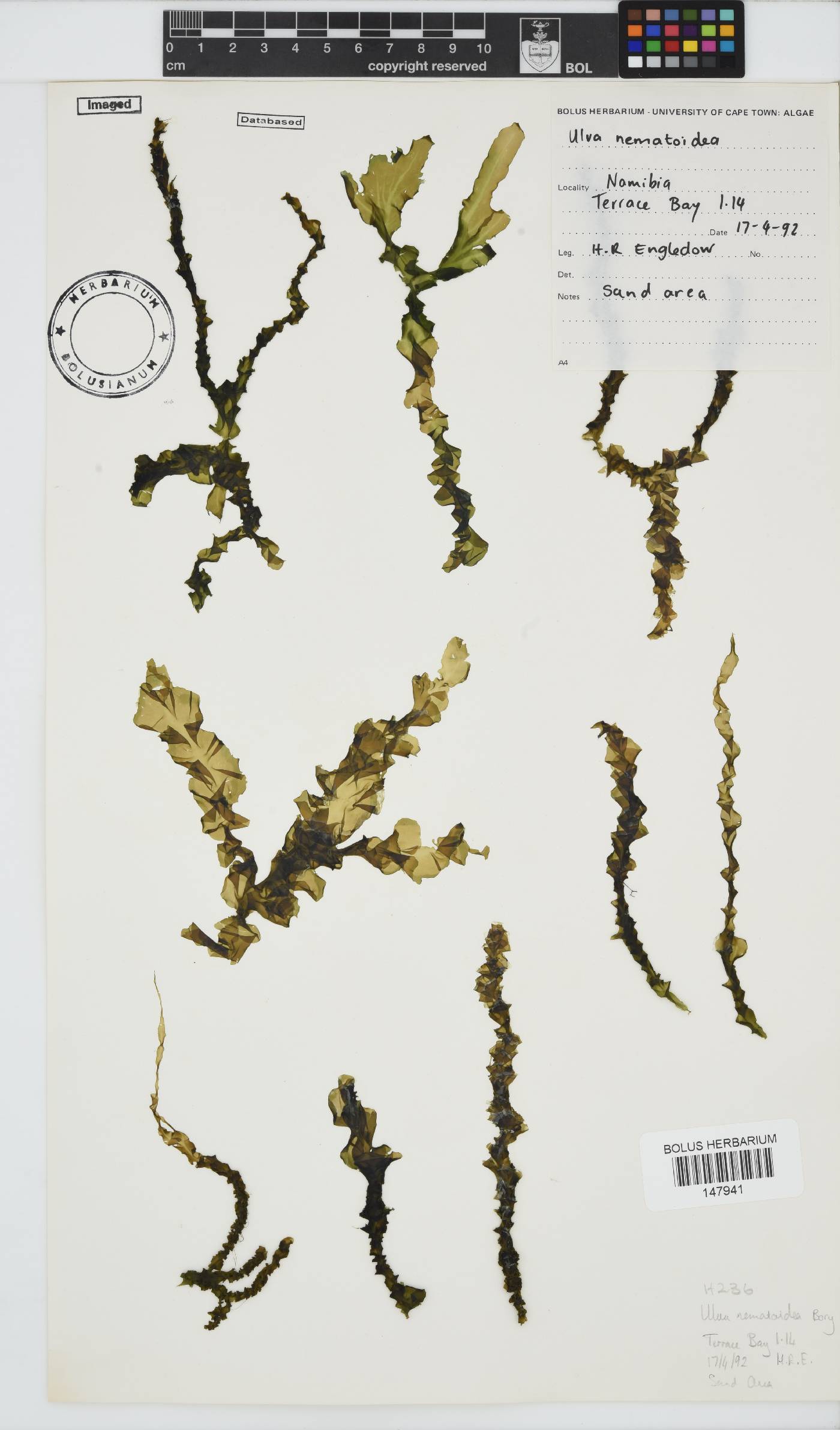 Ulva nematoidea image