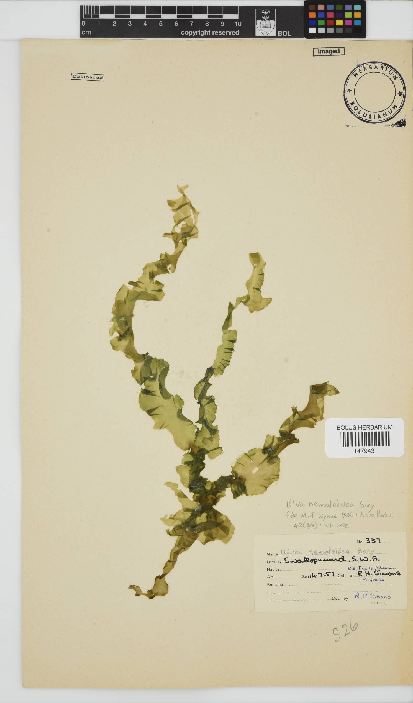 Ulva nematoidea image
