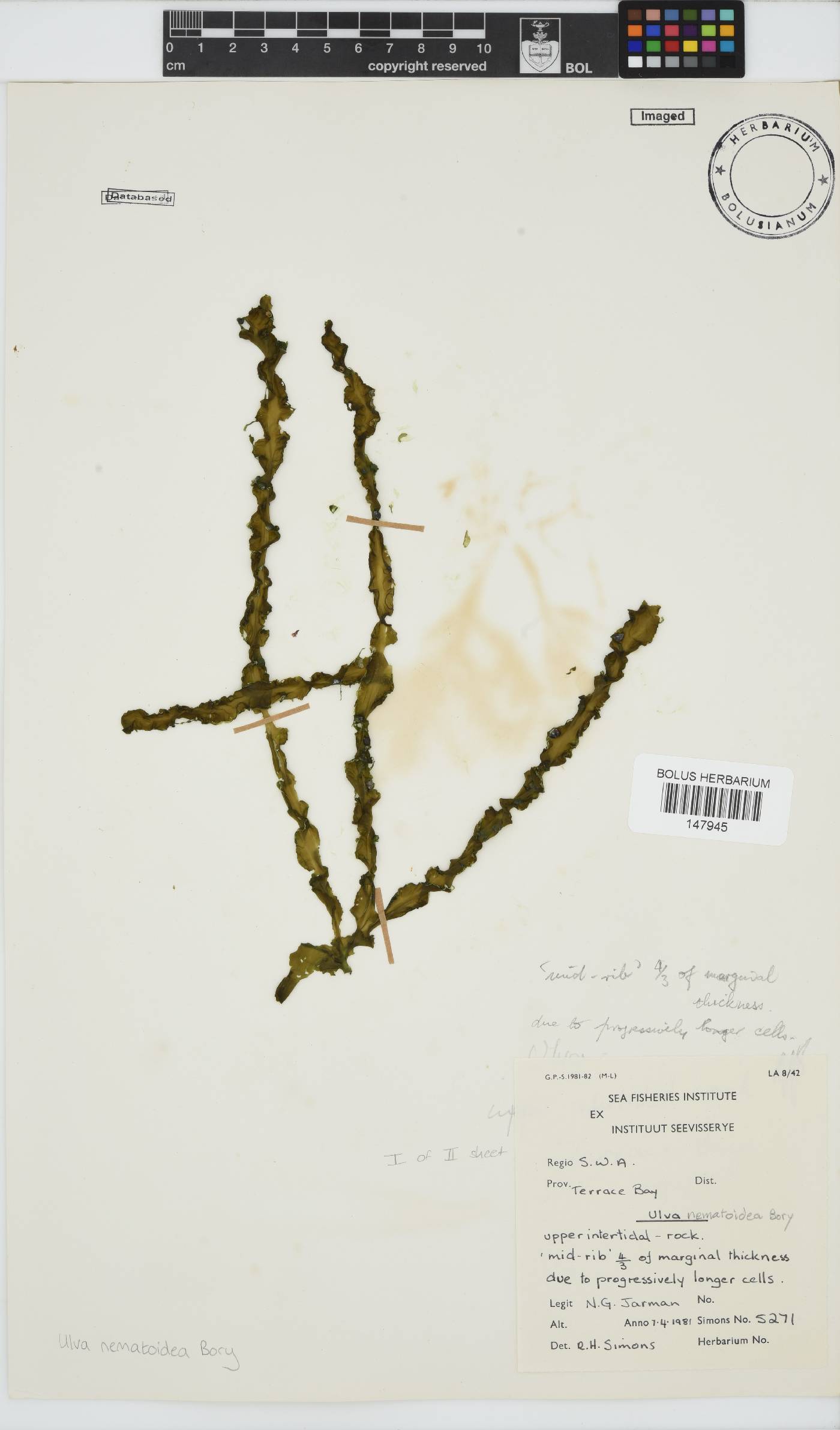 Ulva nematoidea image