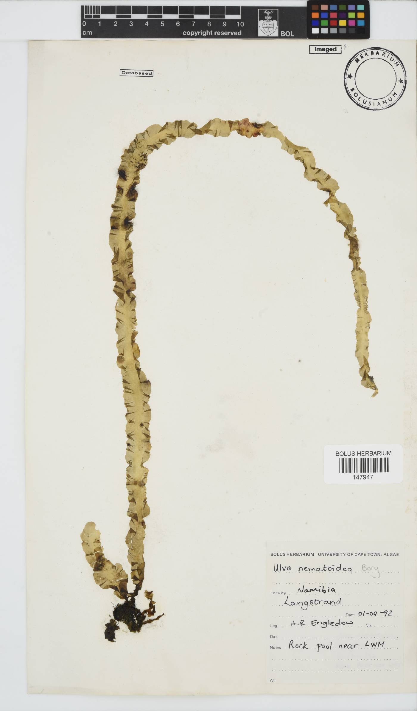 Ulva nematoidea image