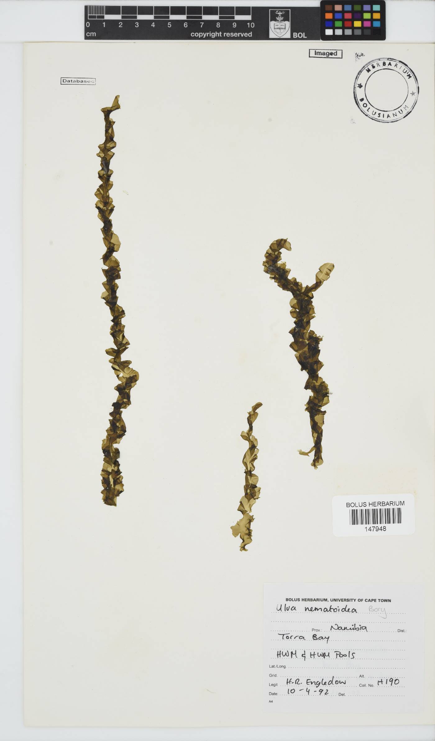 Ulva nematoidea image