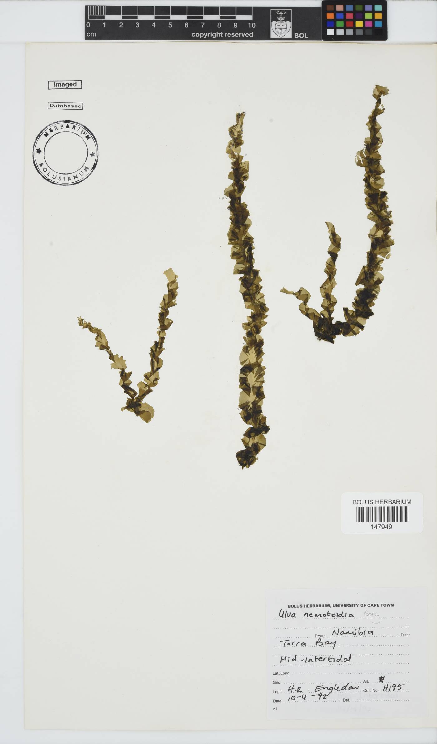 Ulva nematoidea image